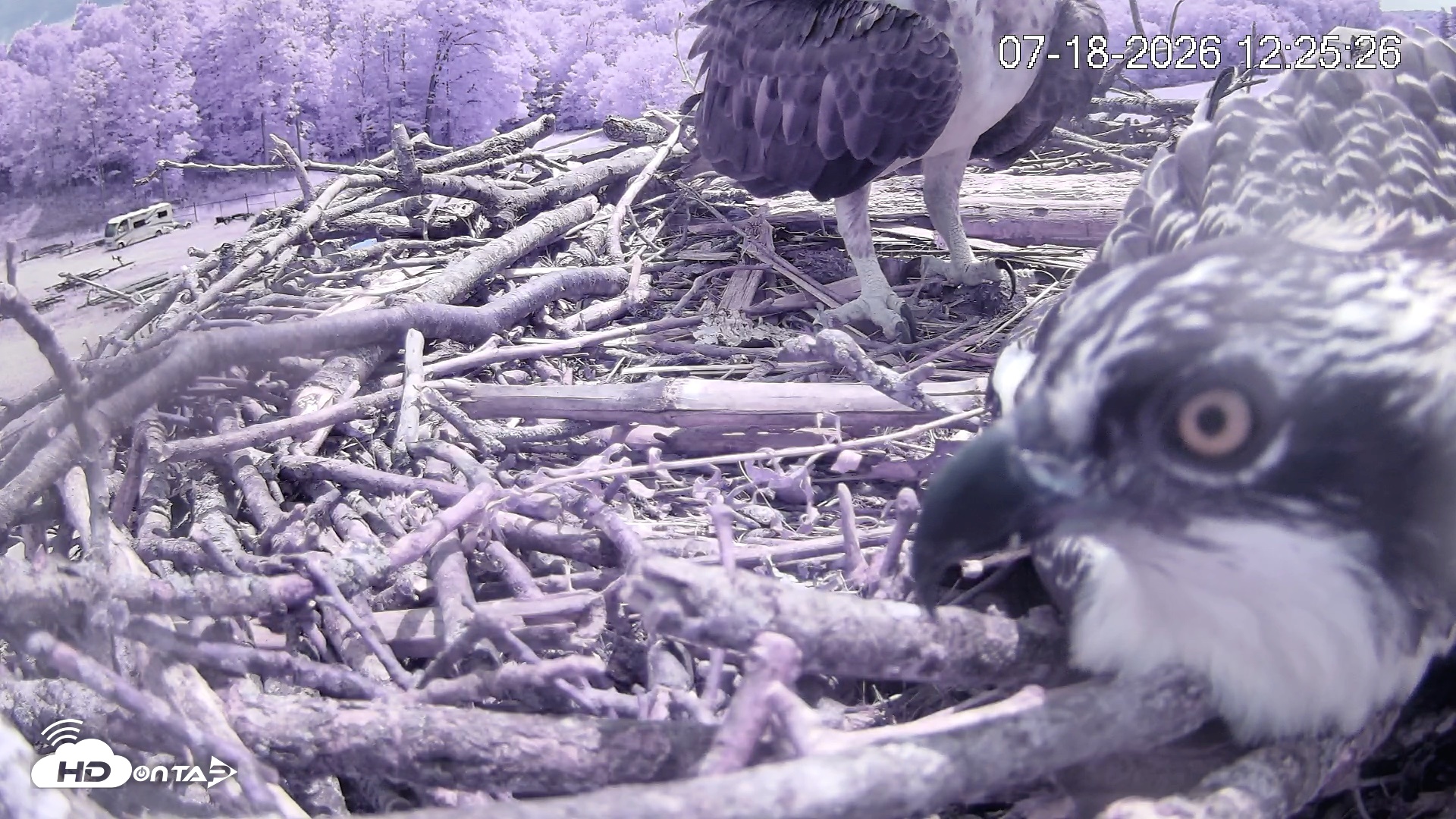 Snapshot of Pleasant Hill Lake Ospreys Live Nest Webcam taken Jul 18, 2026, 12:25pm EDT