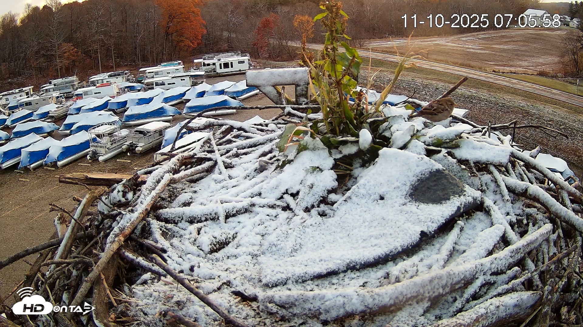 Snapshot of Pleasant Hill Lake Ospreys Live Nest Webcam taken Nov 10, 2025, 7:05am EST