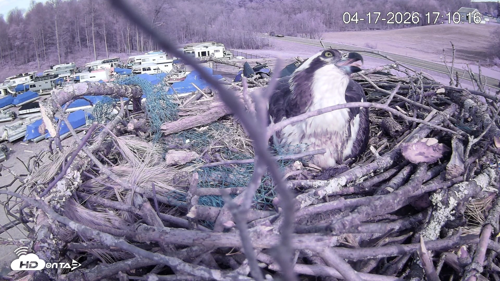 Snapshot of Pleasant Hill Lake Ospreys Live Nest Webcam taken Apr 17, 2026, 5:10pm EDT