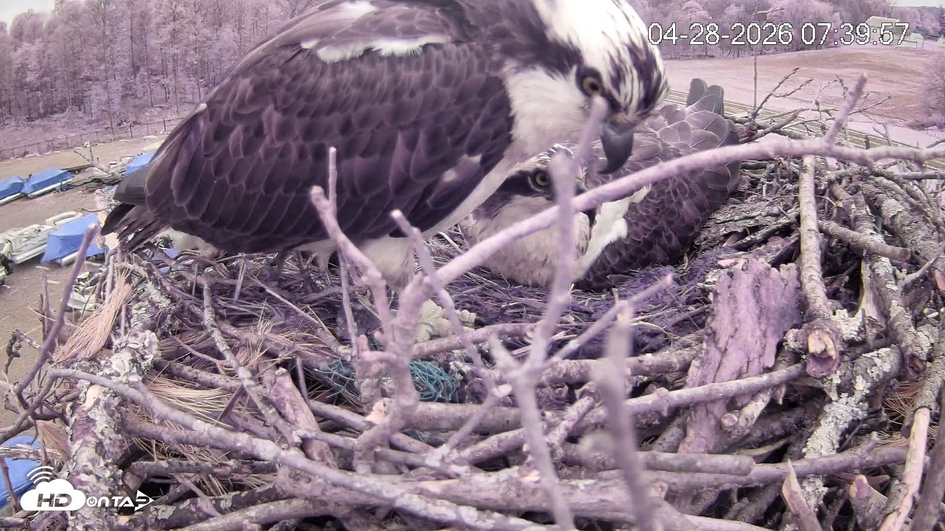 Snapshot of Pleasant Hill Lake Ospreys Live Nest Webcam taken Apr 28, 2026, 7:41am EDT