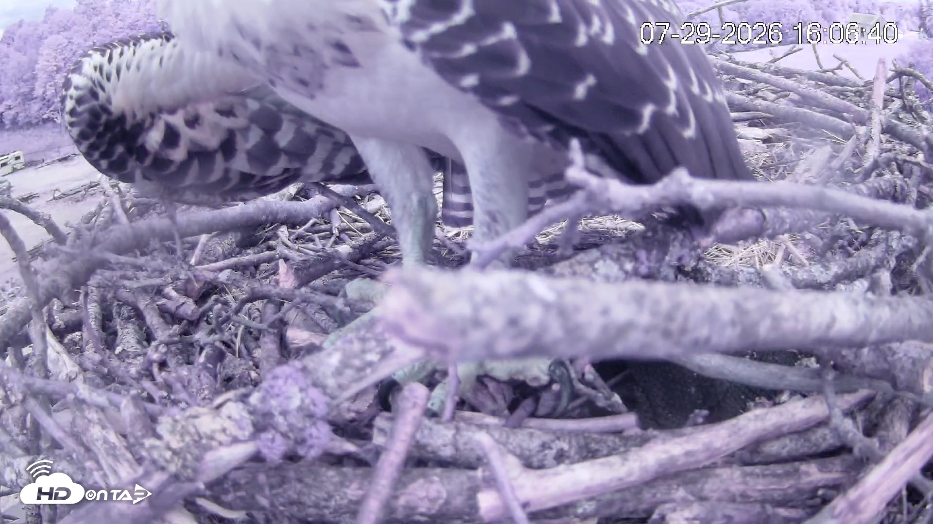Snapshot of Pleasant Hill Lake Ospreys Live Nest Webcam taken Jul 29, 2026, 4:06pm EDT