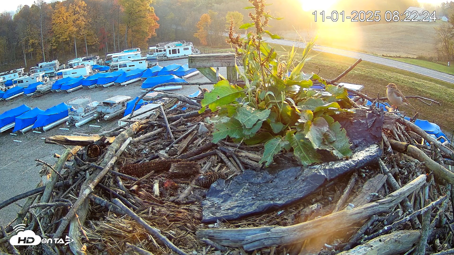 Snapshot of Pleasant Hill Lake Ospreys Live Nest Webcam taken Nov 1, 2025, 8:22am EDT