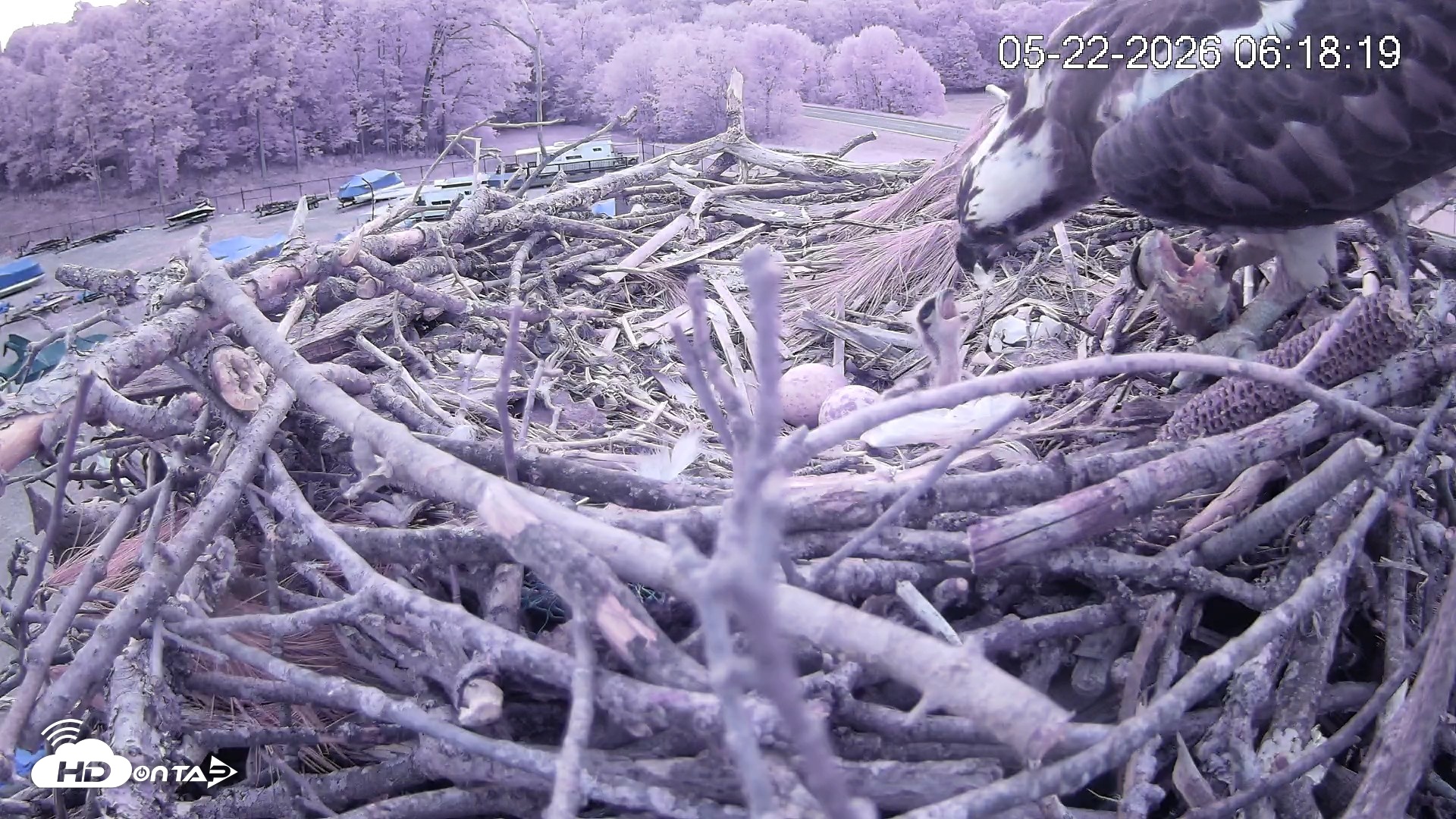 Snapshot of Pleasant Hill Lake Ospreys Live Nest Webcam taken May 22, 2026, 6:18am EDT