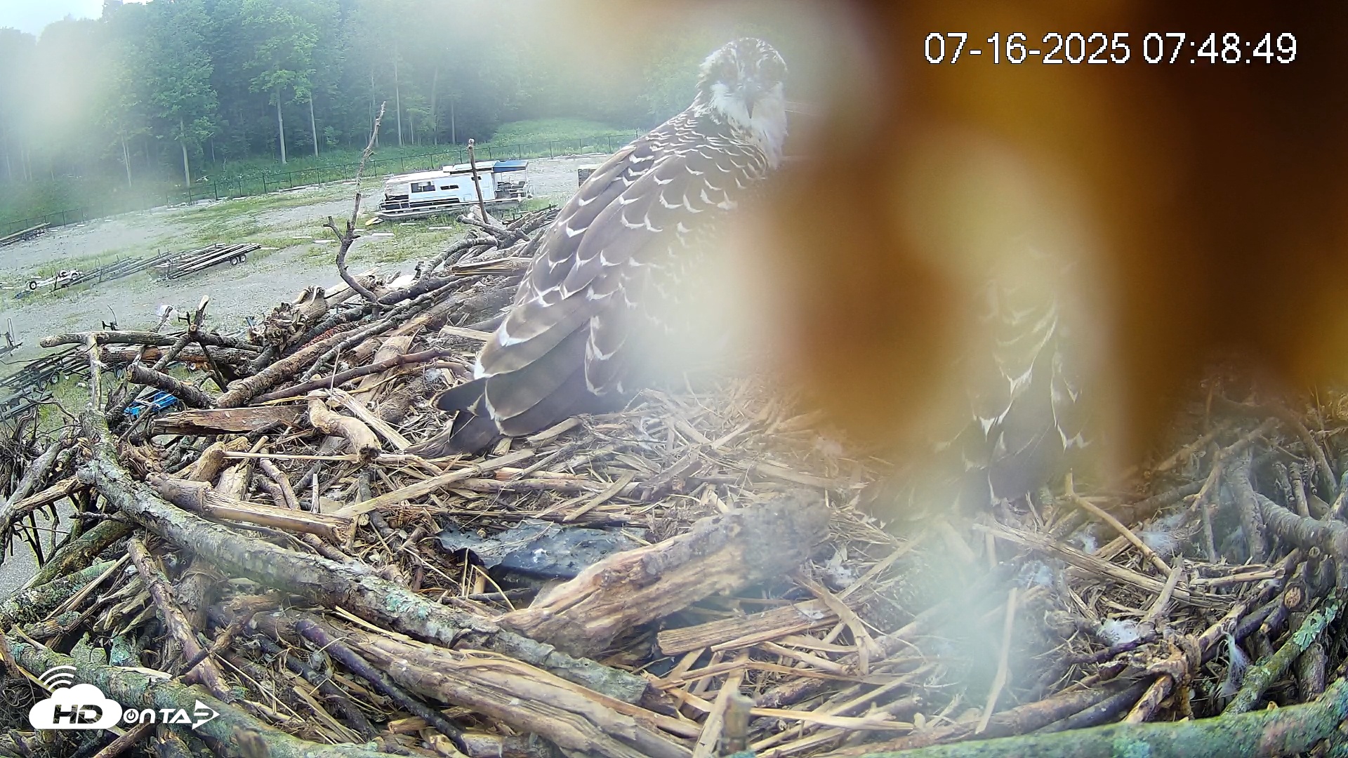 Snapshot of Pleasant Hill Lake Ospreys Live Nest Webcam taken Jul 16, 2025, 7:49am EDT