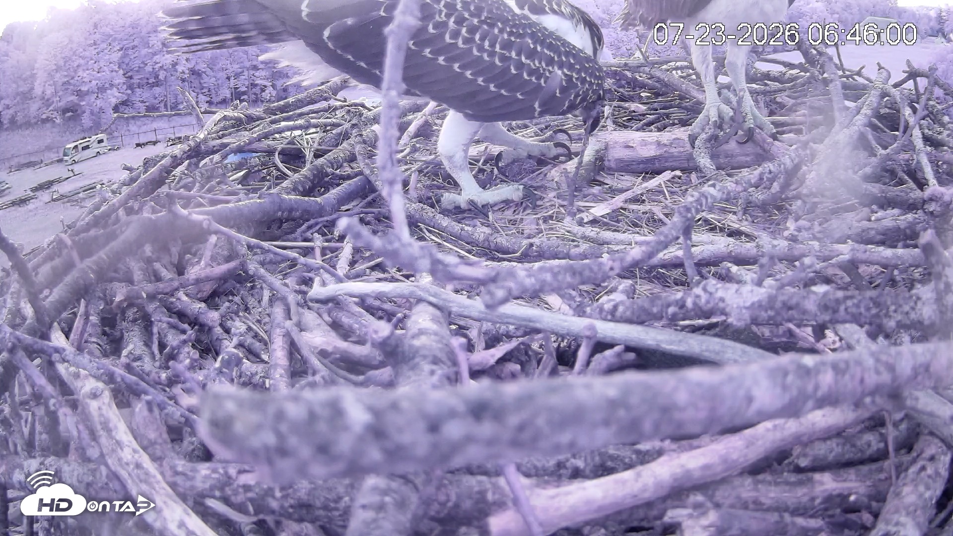 Snapshot of Pleasant Hill Lake Ospreys Live Nest Webcam taken Jul 23, 2026, 6:46am EDT