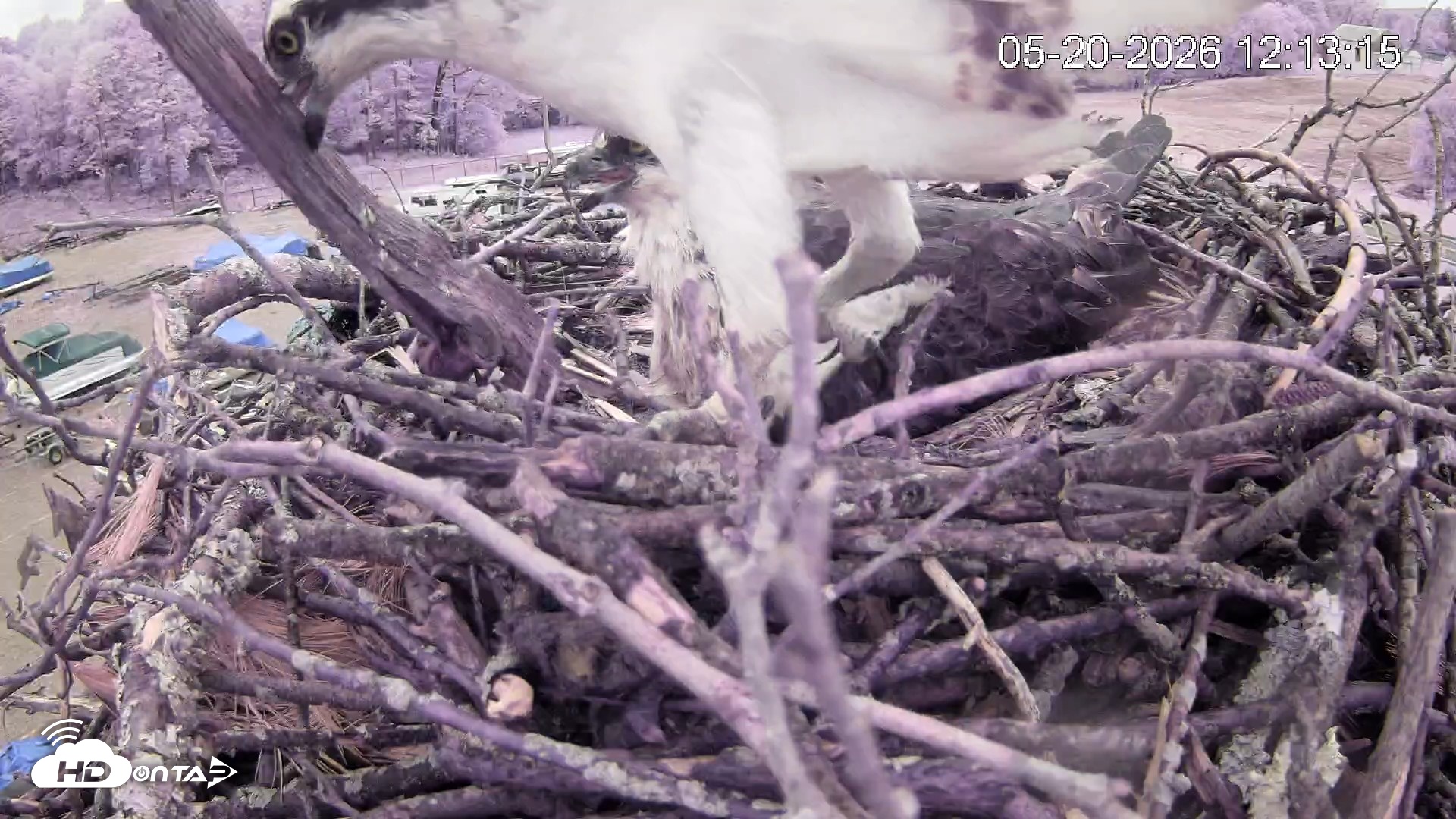 Snapshot of Pleasant Hill Lake Ospreys Live Nest Webcam taken May 20, 2026, 12:13pm EDT