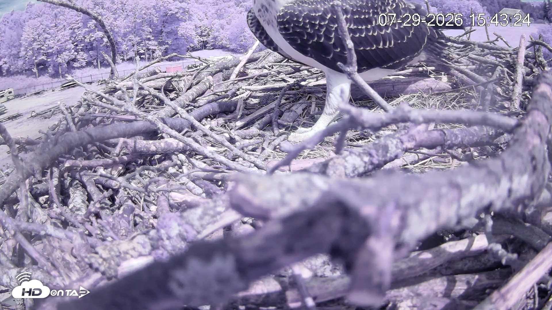 Snapshot of Pleasant Hill Lake Ospreys Live Nest Webcam taken Jul 29, 2026, 3:43pm EDT