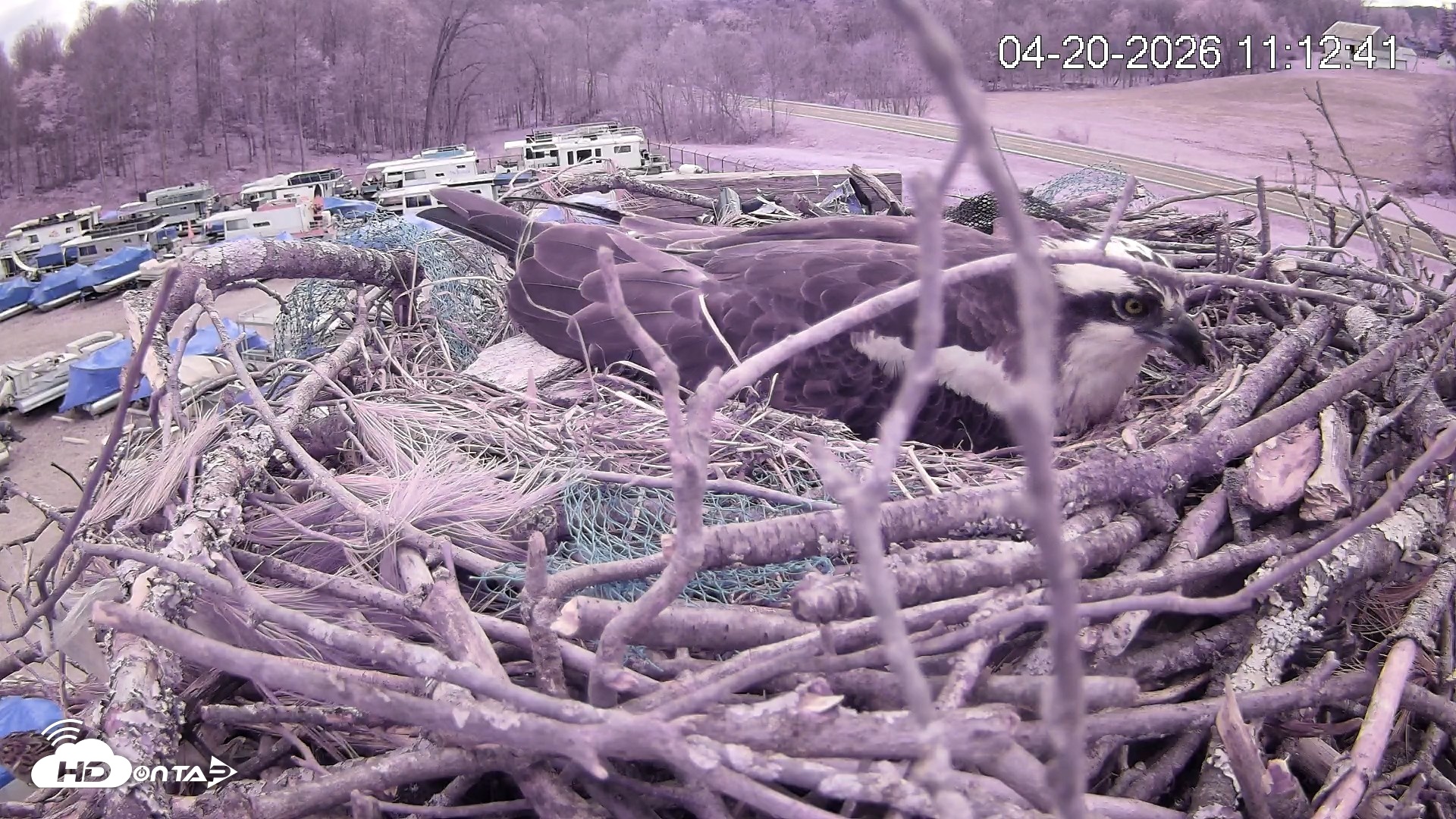 Snapshot of Pleasant Hill Lake Ospreys Live Nest Webcam taken Apr 20, 2026, 11:13am EDT