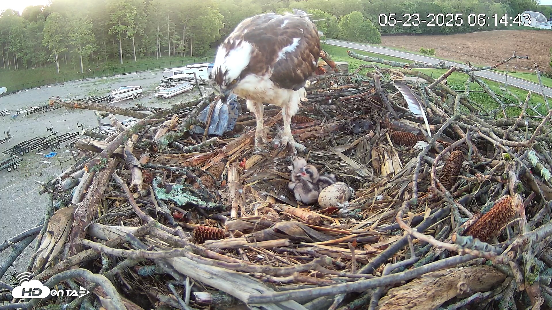 Snapshot of Pleasant Hill Lake Ospreys Live Nest Webcam taken May 23, 2025, 6:15am EDT