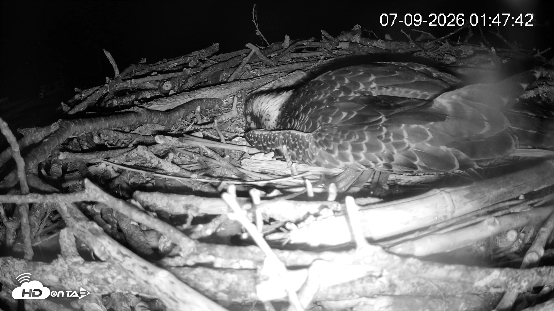 Snapshot of Pleasant Hill Lake Ospreys Live Nest Webcam taken Jul 9, 2026, 1:48am EDT