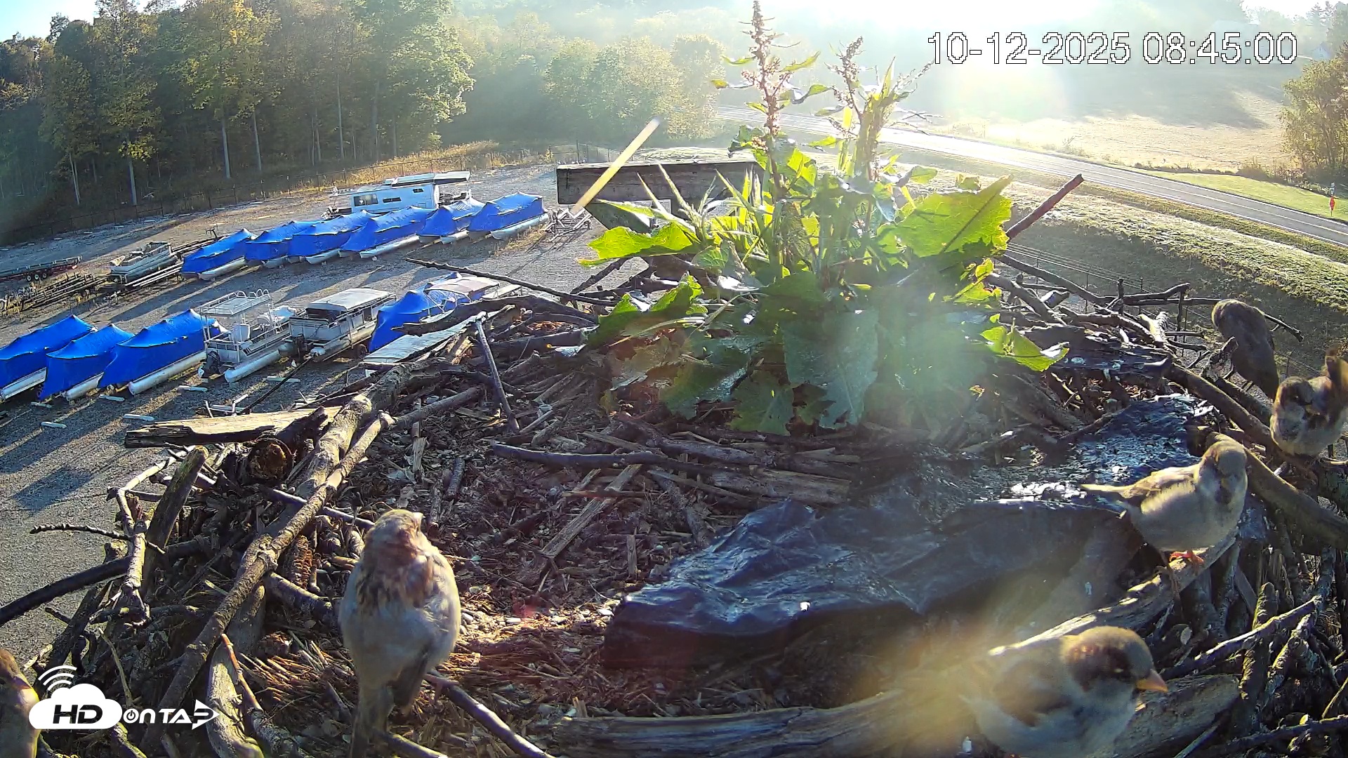 Snapshot of Pleasant Hill Lake Ospreys Live Nest Webcam taken Oct 12, 2025, 8:45am EDT