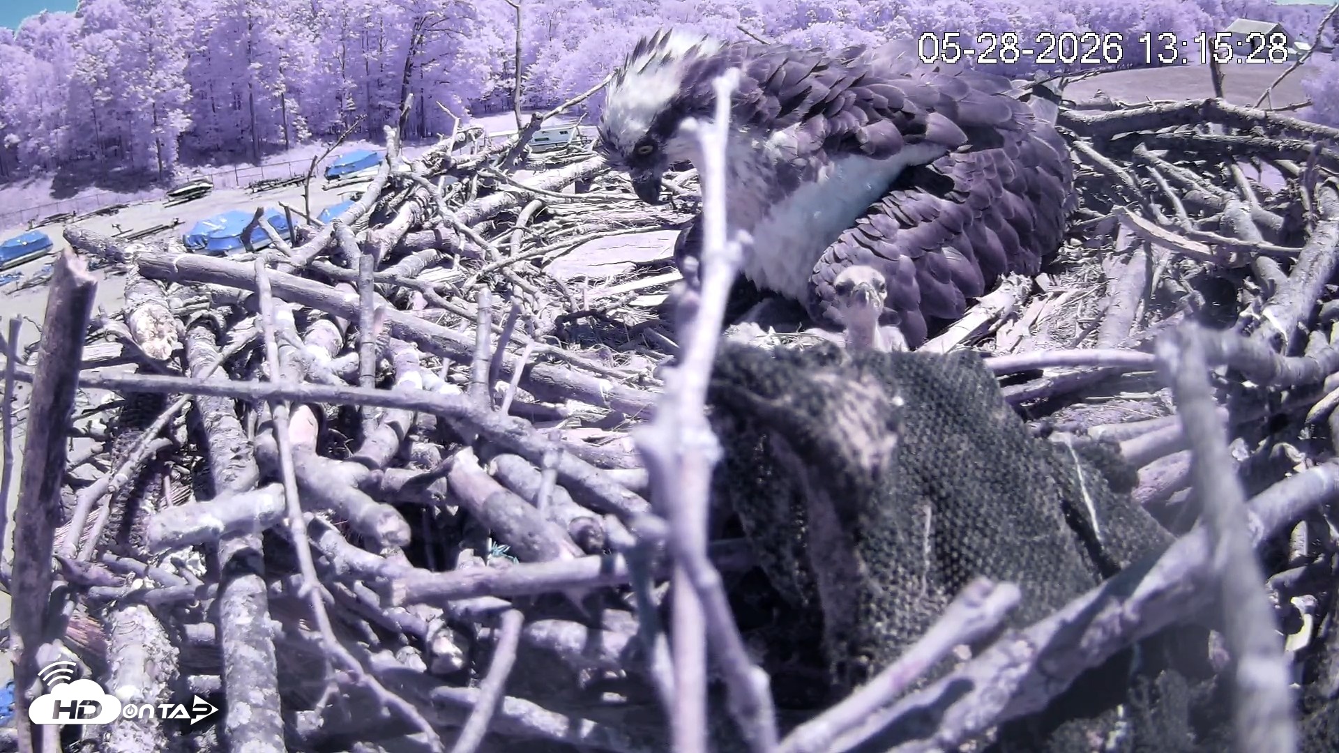 Snapshot of Pleasant Hill Lake Ospreys Live Nest Webcam taken May 28, 2026, 1:15pm EDT