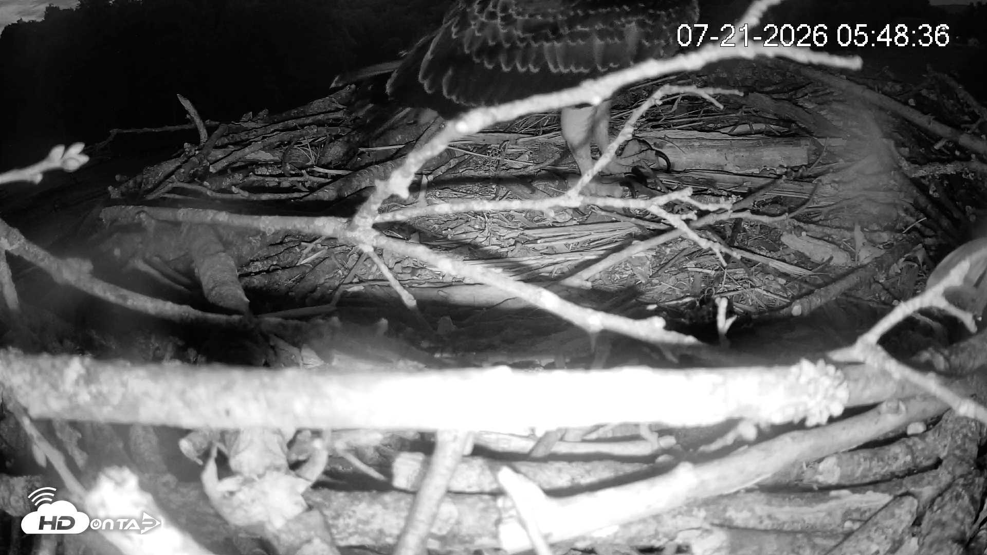Snapshot of Pleasant Hill Lake Ospreys Live Nest Webcam taken Jul 21, 2026, 5:48am EDT