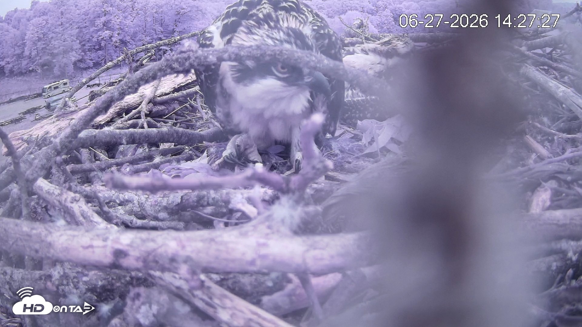 Snapshot of Pleasant Hill Lake Ospreys Live Nest Webcam taken Jun 27, 2026, 2:27pm EDT