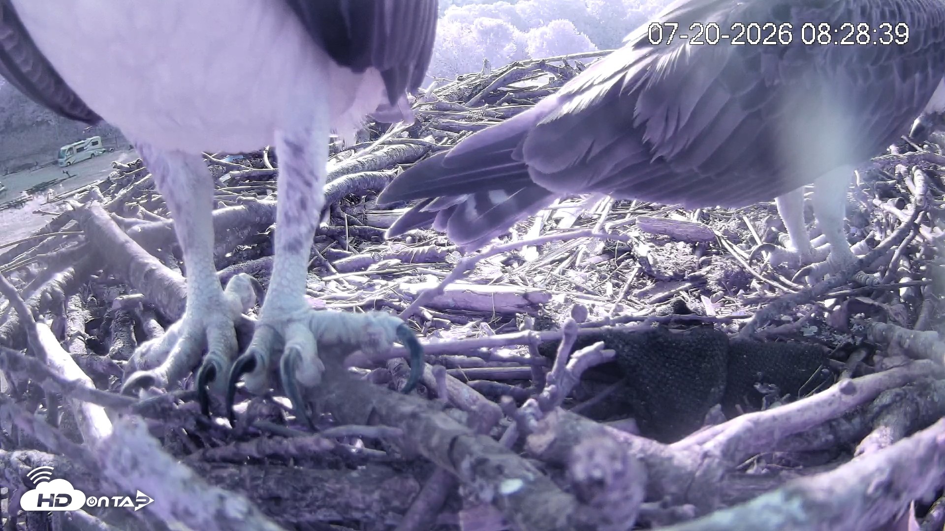 Snapshot of Pleasant Hill Lake Ospreys Live Nest Webcam taken Jul 20, 2026, 8:28am EDT