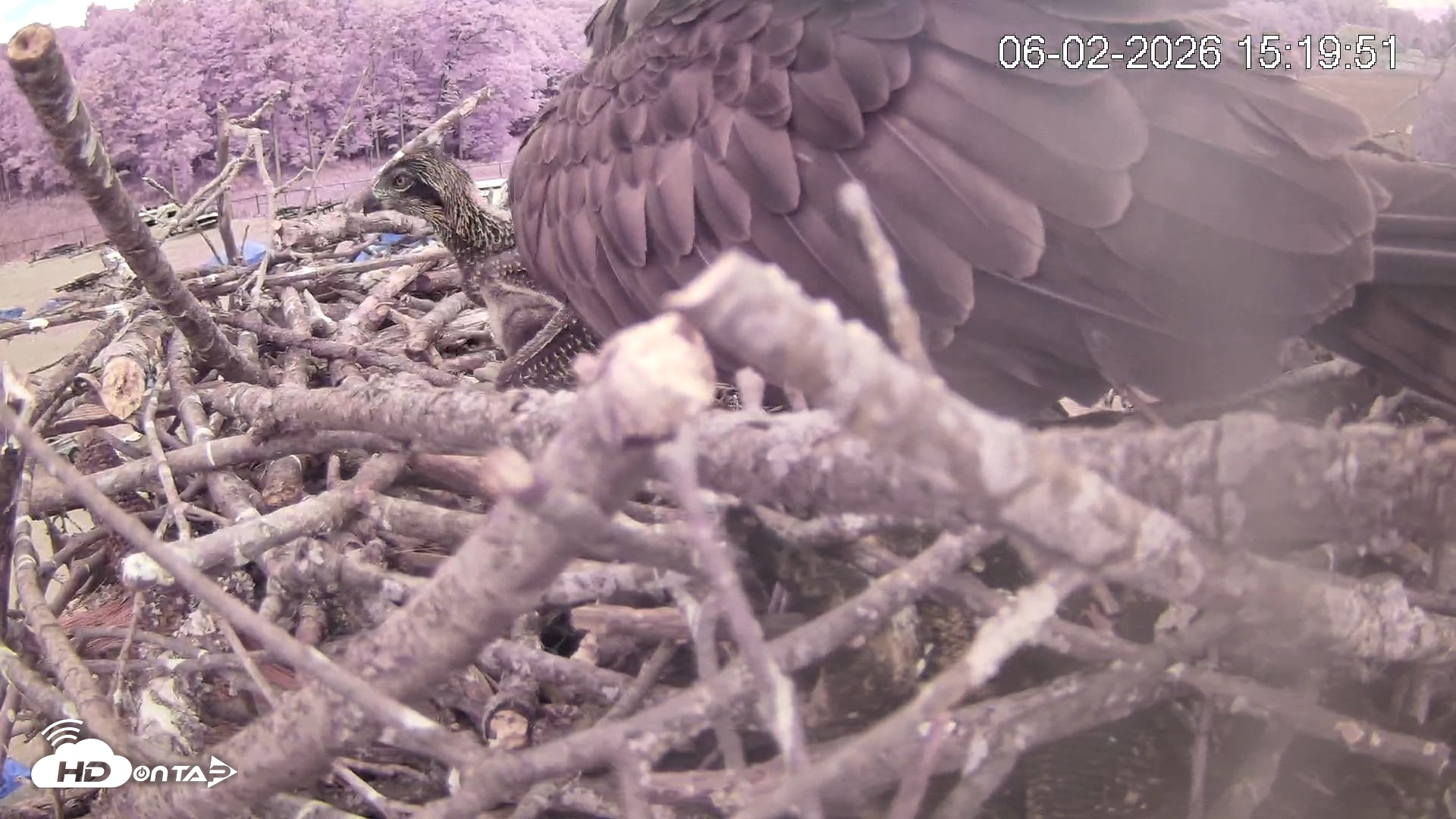 Snapshot of Pleasant Hill Lake Ospreys Live Nest Webcam taken Jun 2, 2026, 3:19pm EDT