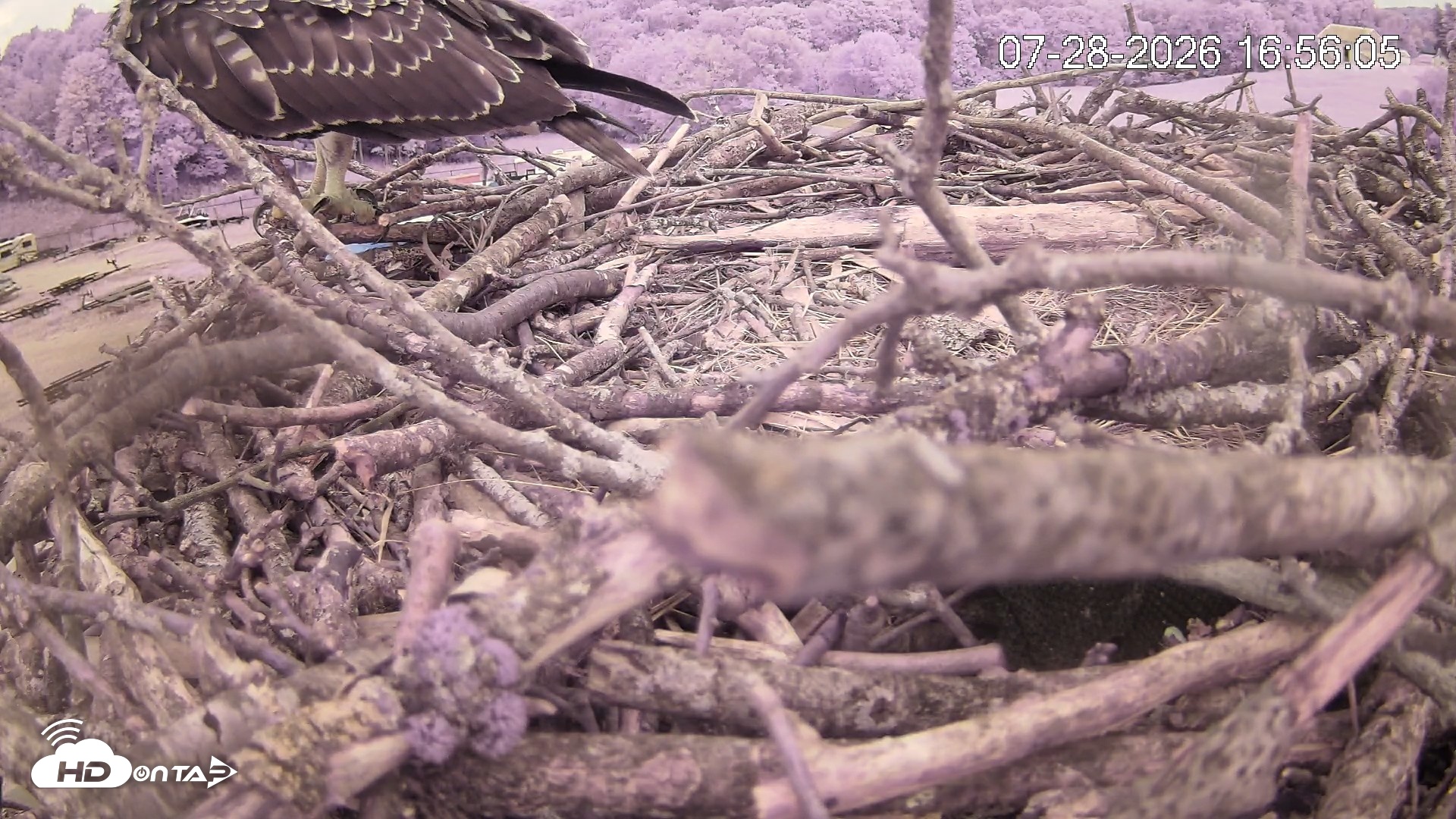 Snapshot of Pleasant Hill Lake Ospreys Live Nest Webcam taken Jul 28, 2026, 4:55pm EDT