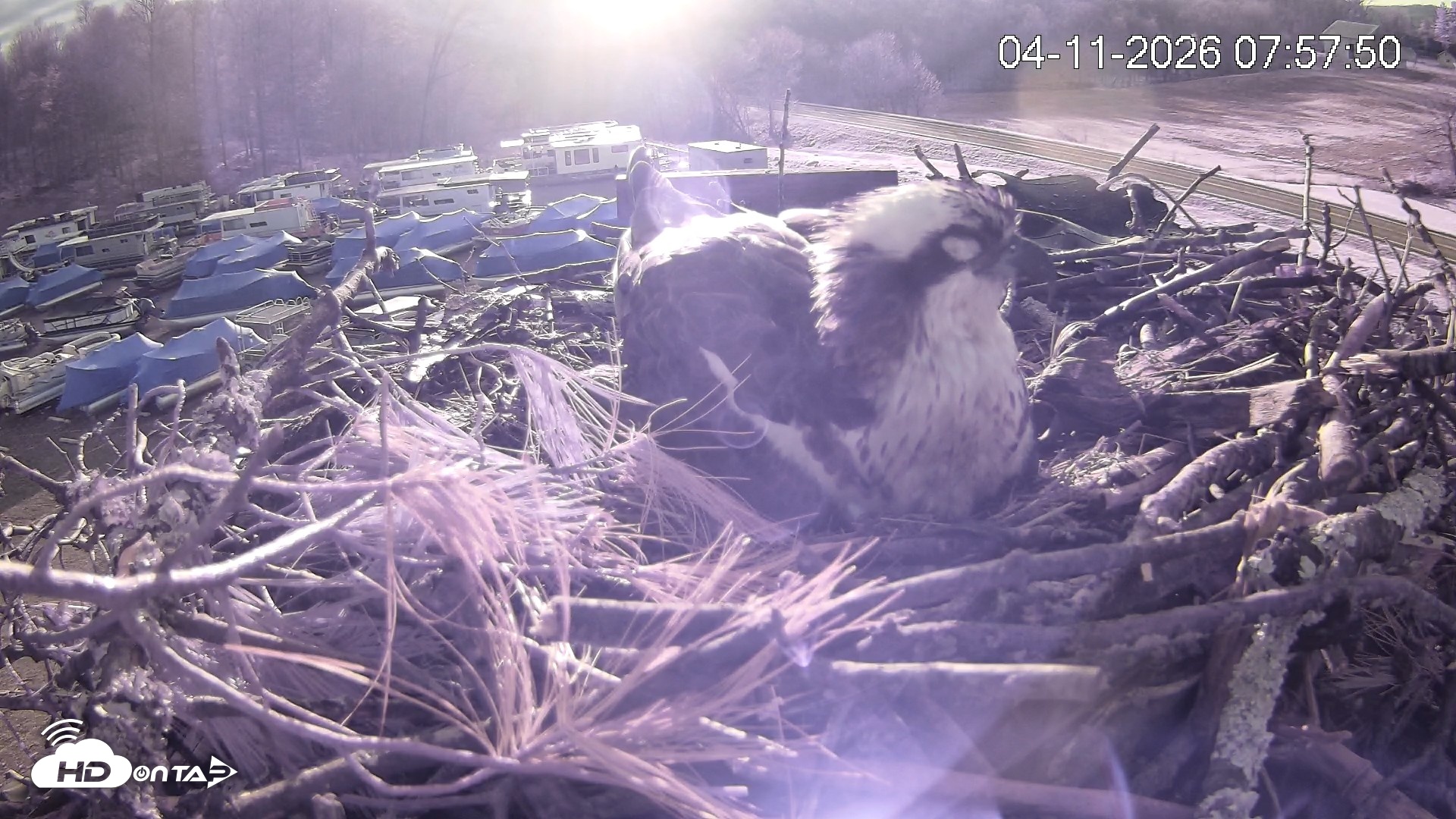 Snapshot of Pleasant Hill Lake Ospreys Live Nest Webcam taken Apr 11, 2026, 7:58am EDT