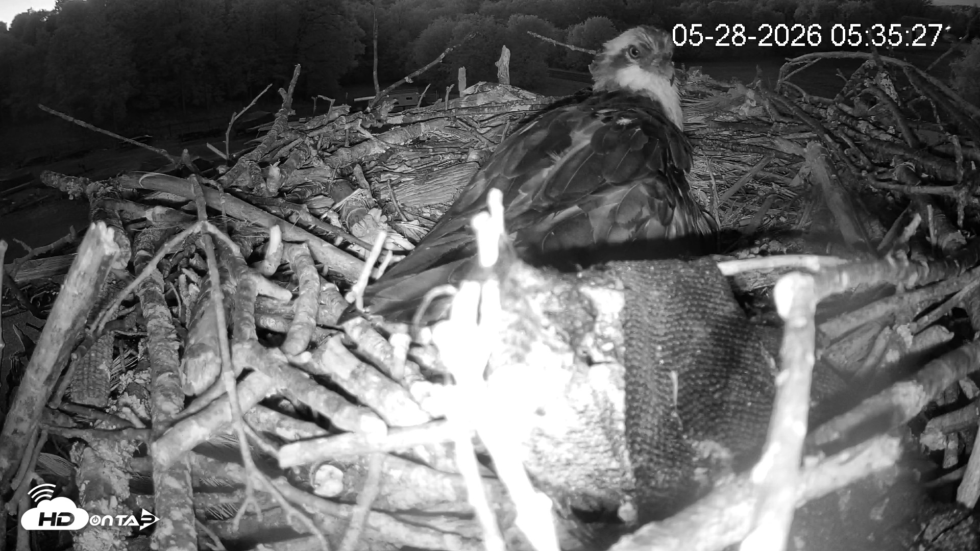 Snapshot of Pleasant Hill Lake Ospreys Live Nest Webcam taken May 28, 2026, 5:35am EDT