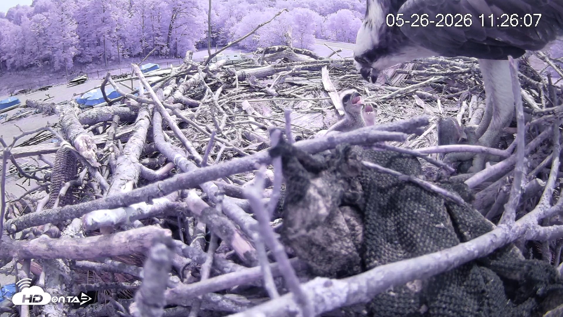 Snapshot of Pleasant Hill Lake Ospreys Live Nest Webcam taken May 26, 2026, 11:26am EDT
