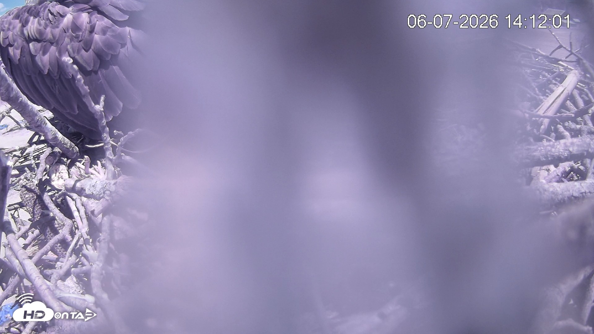Snapshot of Pleasant Hill Lake Ospreys Live Nest Webcam taken Jun 7, 2026, 2:12pm EDT