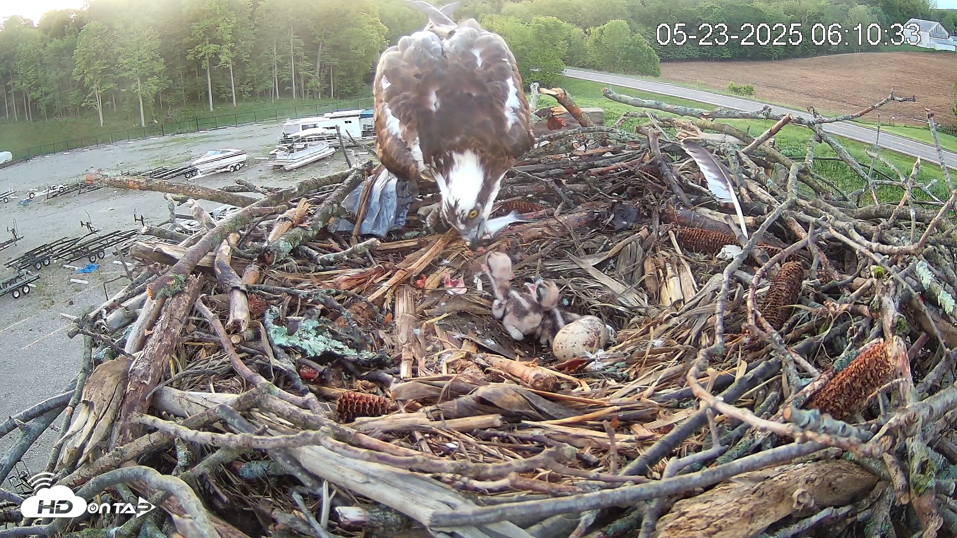Snapshot of Pleasant Hill Lake Ospreys Live Nest Webcam taken May 23, 2025, 6:10am EDT