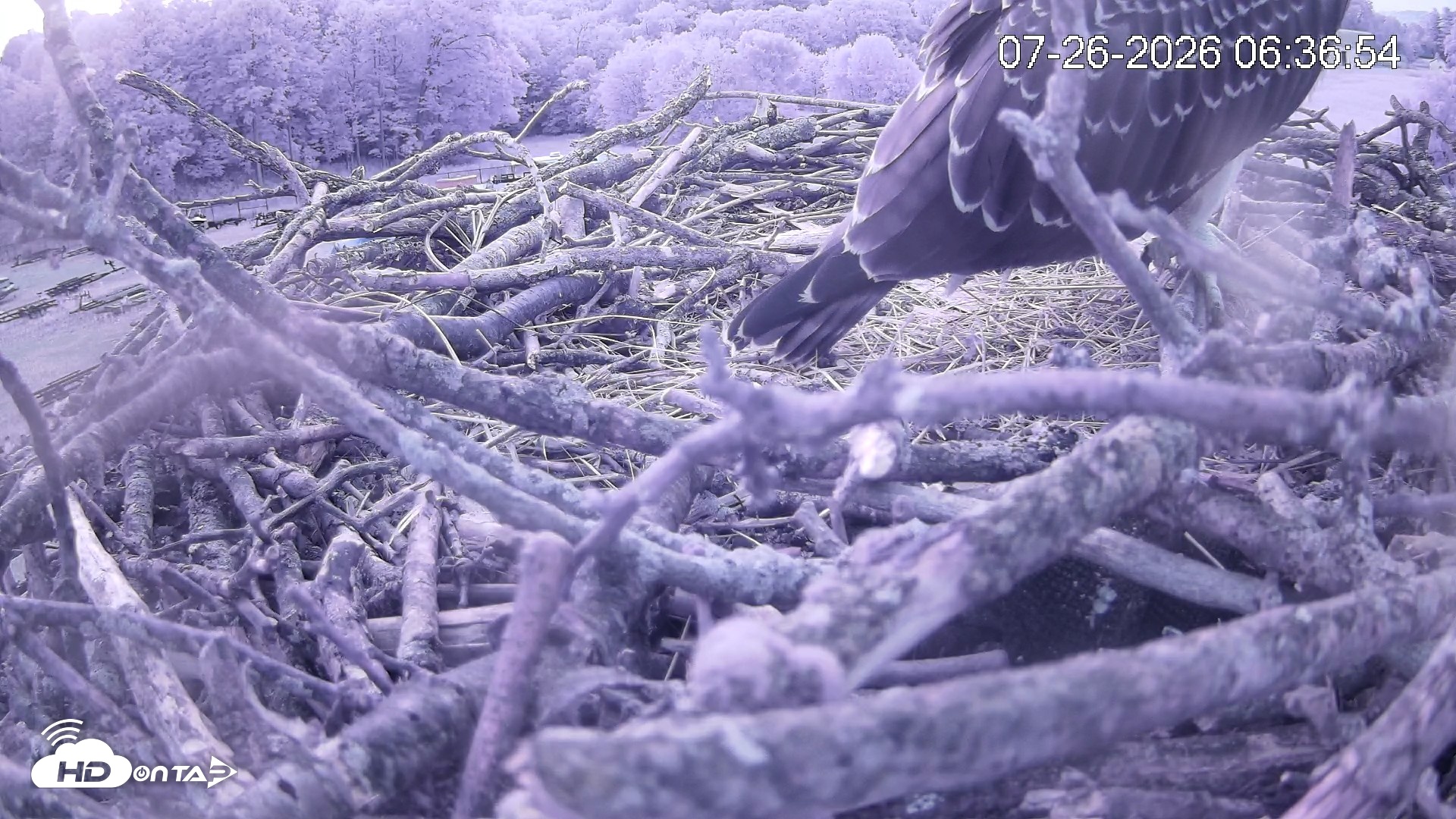 Snapshot of Pleasant Hill Lake Ospreys Live Nest Webcam taken Jul 26, 2026, 6:36am EDT