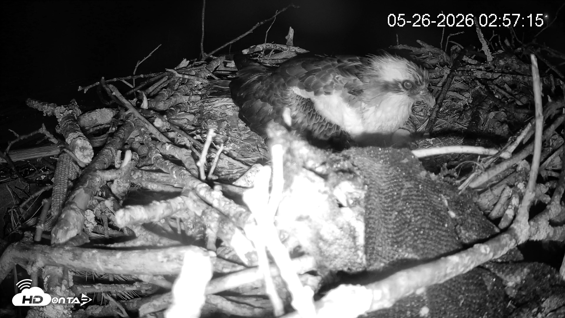 Snapshot of Pleasant Hill Lake Ospreys Live Nest Webcam taken May 26, 2026, 2:58am EDT