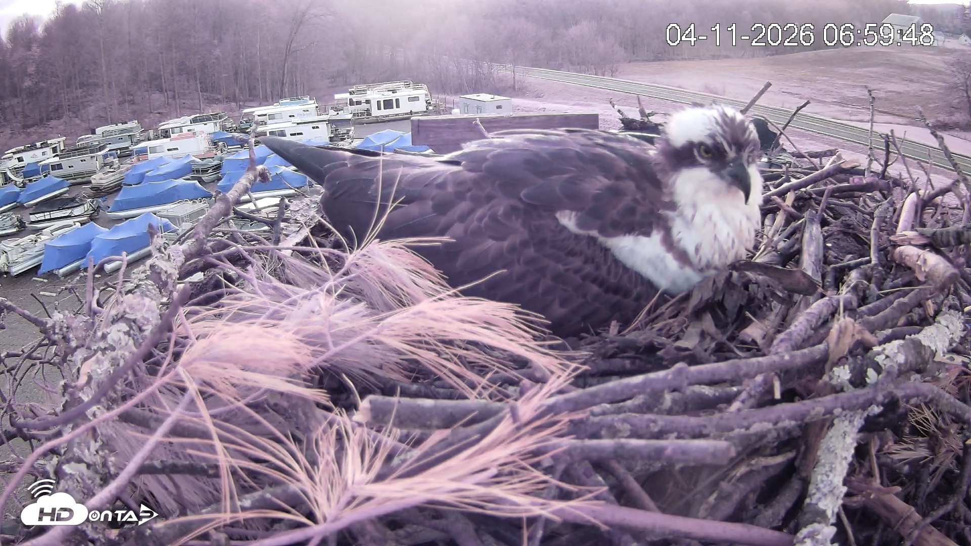 Snapshot of Pleasant Hill Lake Ospreys Live Nest Webcam taken Apr 11, 2026, 7:00am EDT