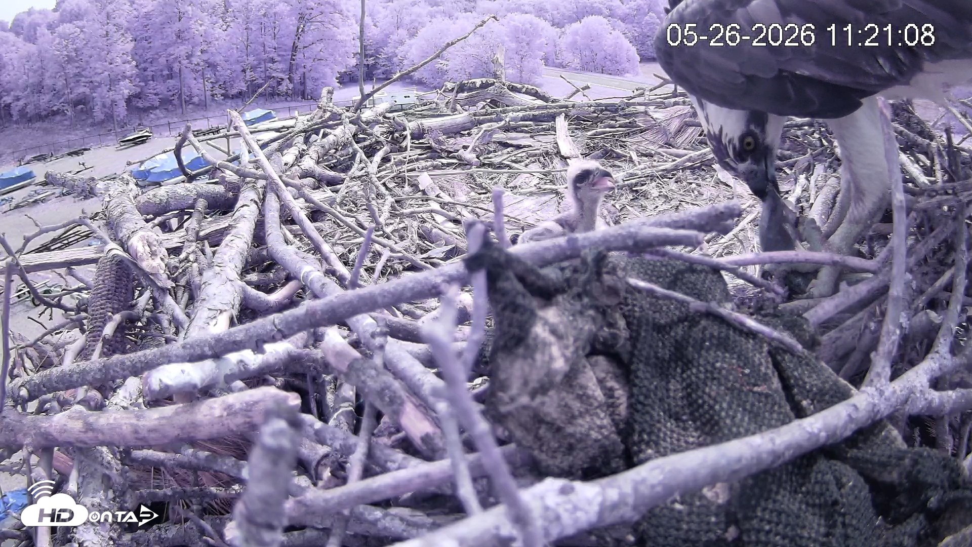 Snapshot of Pleasant Hill Lake Ospreys Live Nest Webcam taken May 26, 2026, 11:21am EDT