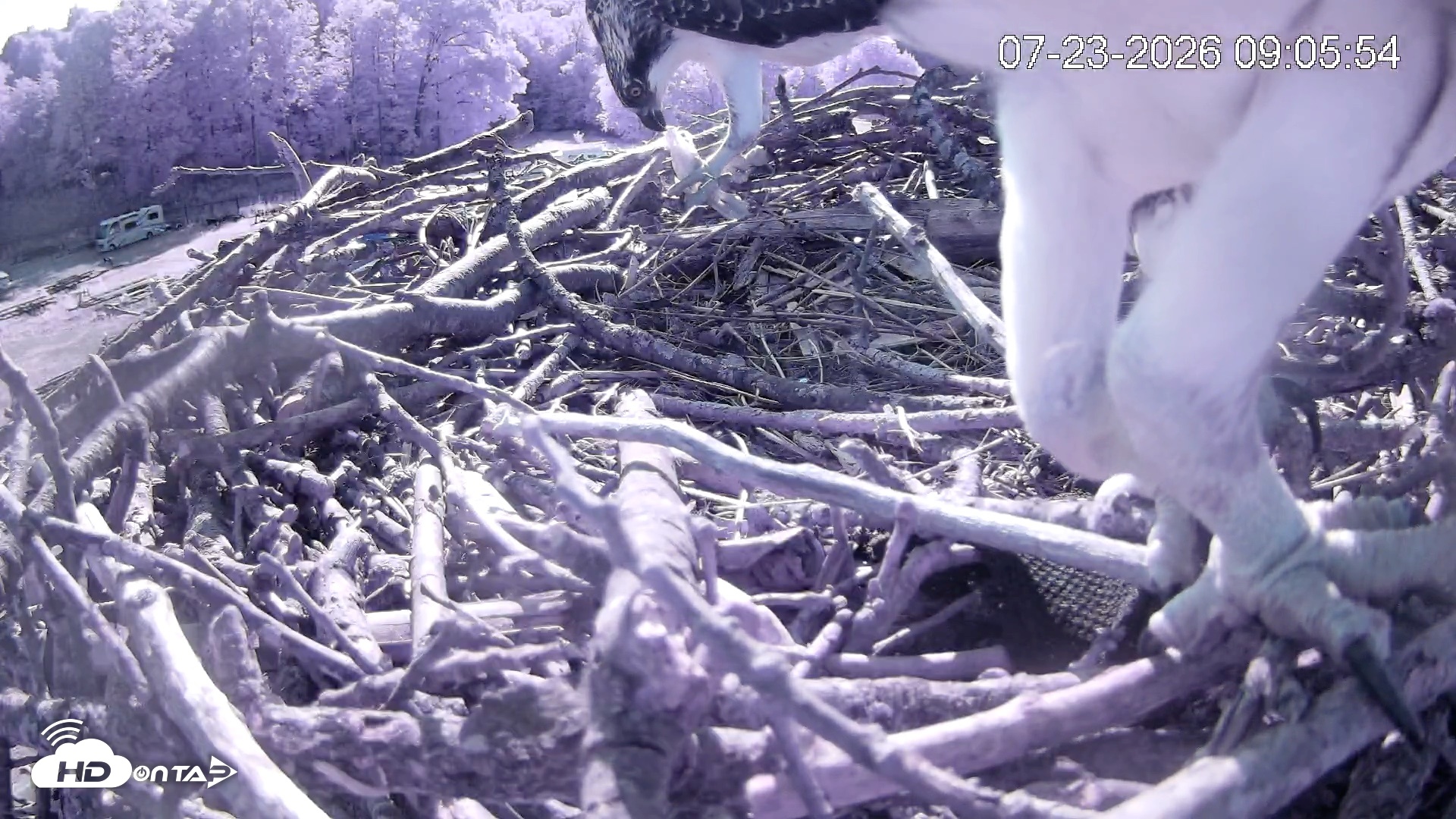 Snapshot of Pleasant Hill Lake Ospreys Live Nest Webcam taken Jul 23, 2026, 9:06am EDT