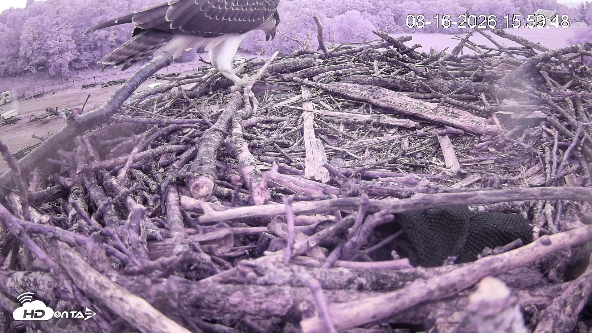 Snapshot of Pleasant Hill Lake Ospreys Live Nest Webcam taken Aug 16, 2026, 3:59pm EDT