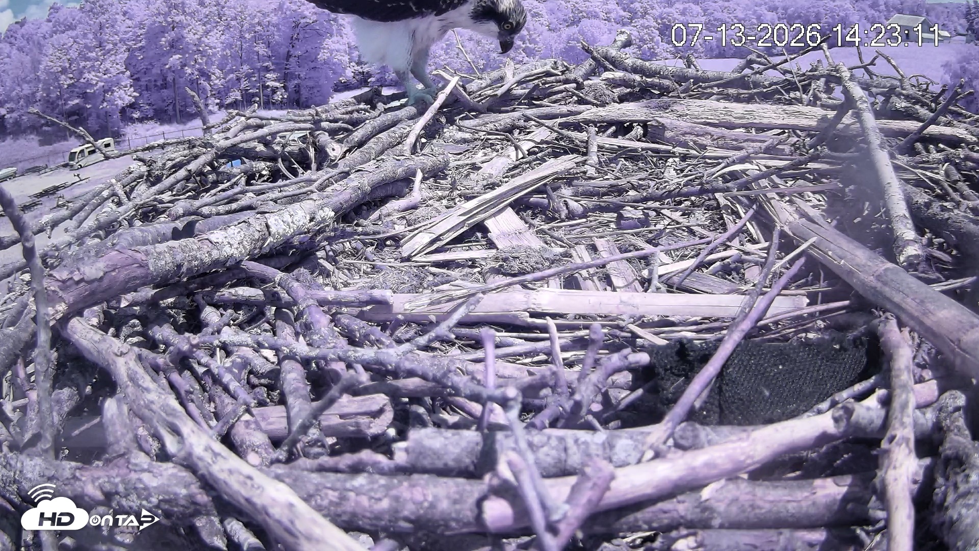 Snapshot of Pleasant Hill Lake Ospreys Live Nest Webcam taken Jul 13, 2026, 2:23pm EDT