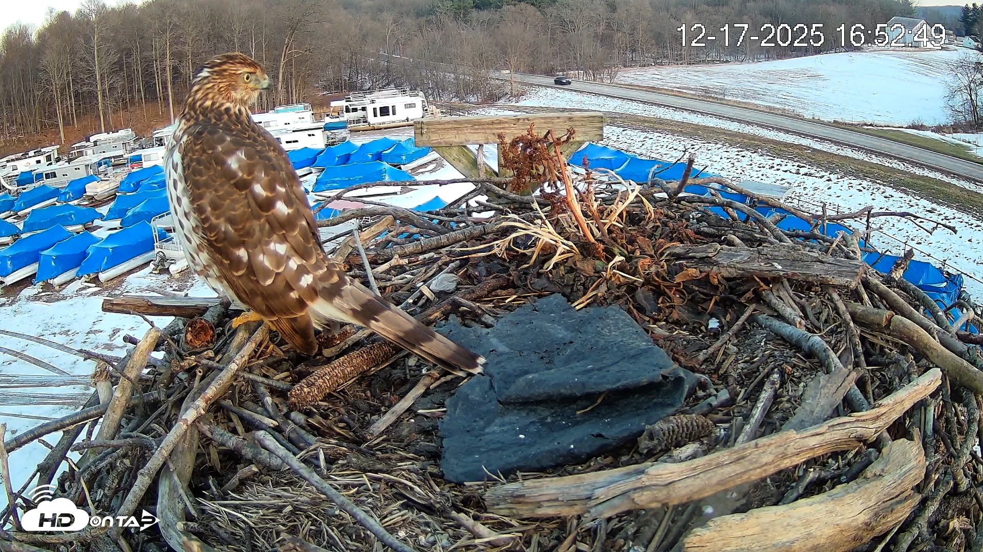 Snapshot of Pleasant Hill Lake Ospreys Live Nest Webcam taken Dec 17, 2025, 4:53pm EST