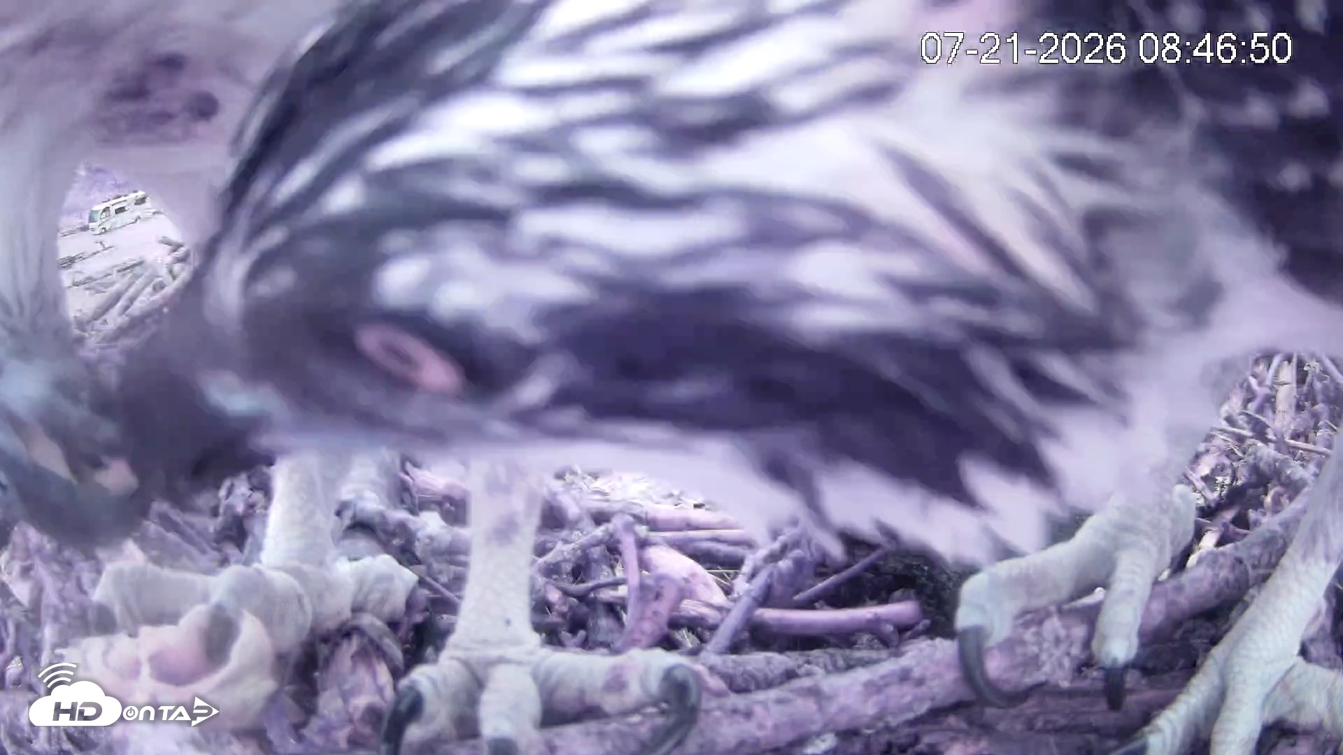 Snapshot of Pleasant Hill Lake Ospreys Live Nest Webcam taken Jul 21, 2026, 8:46am EDT