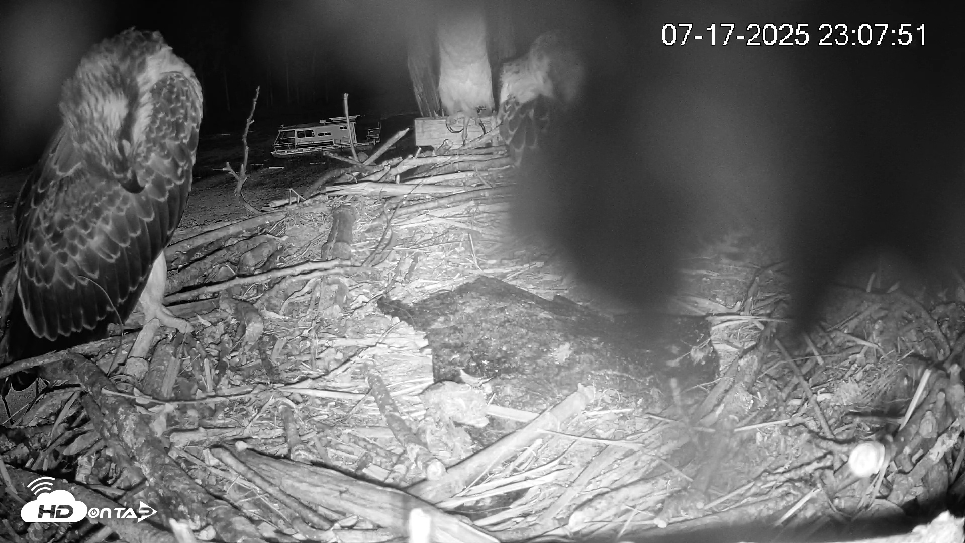 Snapshot of Pleasant Hill Lake Ospreys Live Nest Webcam taken Jul 17, 2025, 11:08pm EDT