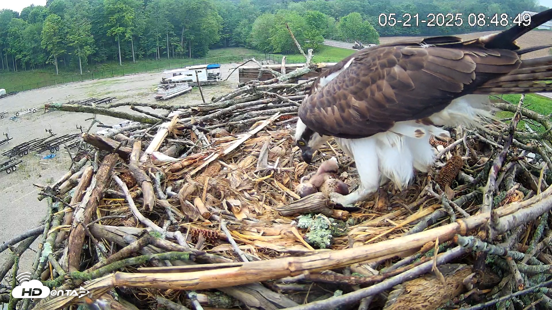 Snapshot of Pleasant Hill Lake Ospreys Live Nest Webcam taken May 21, 2025, 8:48am EDT