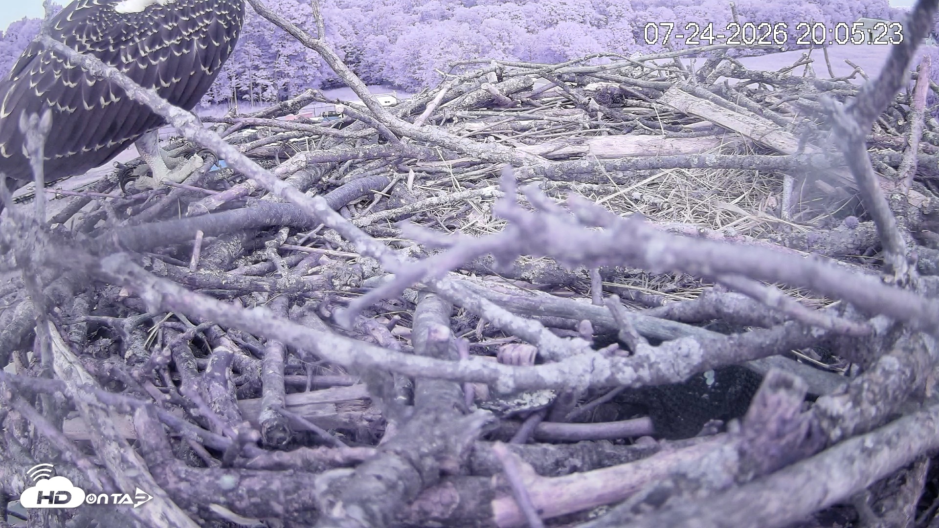 Snapshot of Pleasant Hill Lake Ospreys Live Nest Webcam taken Jul 24, 2026, 8:05pm EDT