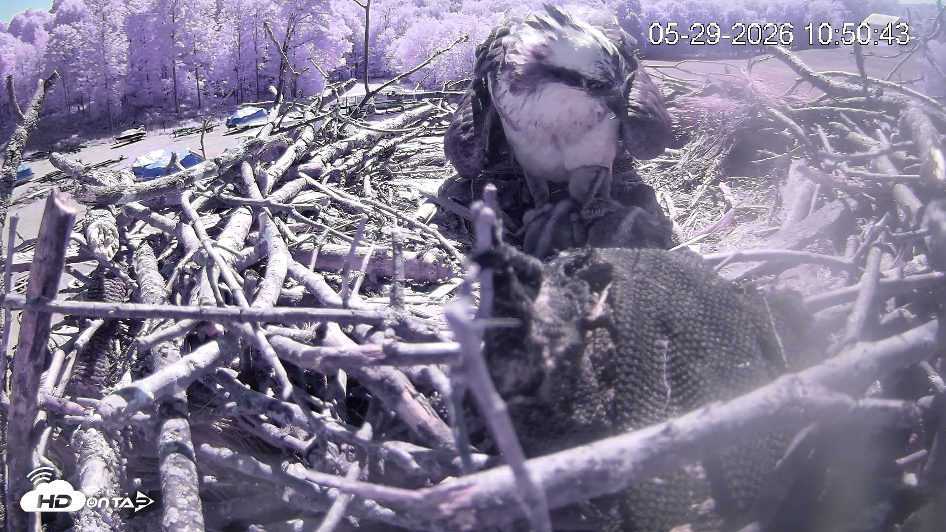 Snapshot of Pleasant Hill Lake Ospreys Live Nest Webcam taken May 29, 2026, 10:51am EDT
