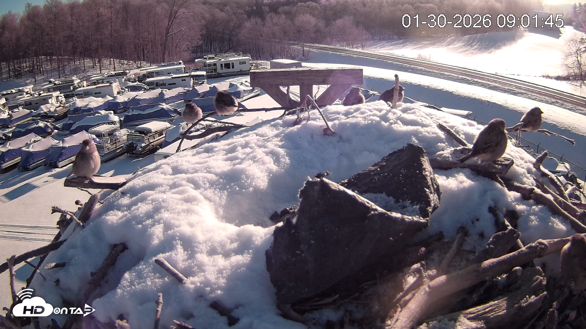 Snapshot of Pleasant Hill Lake Ospreys Live Nest Webcam taken Jan 30, 2026, 9:01am EST