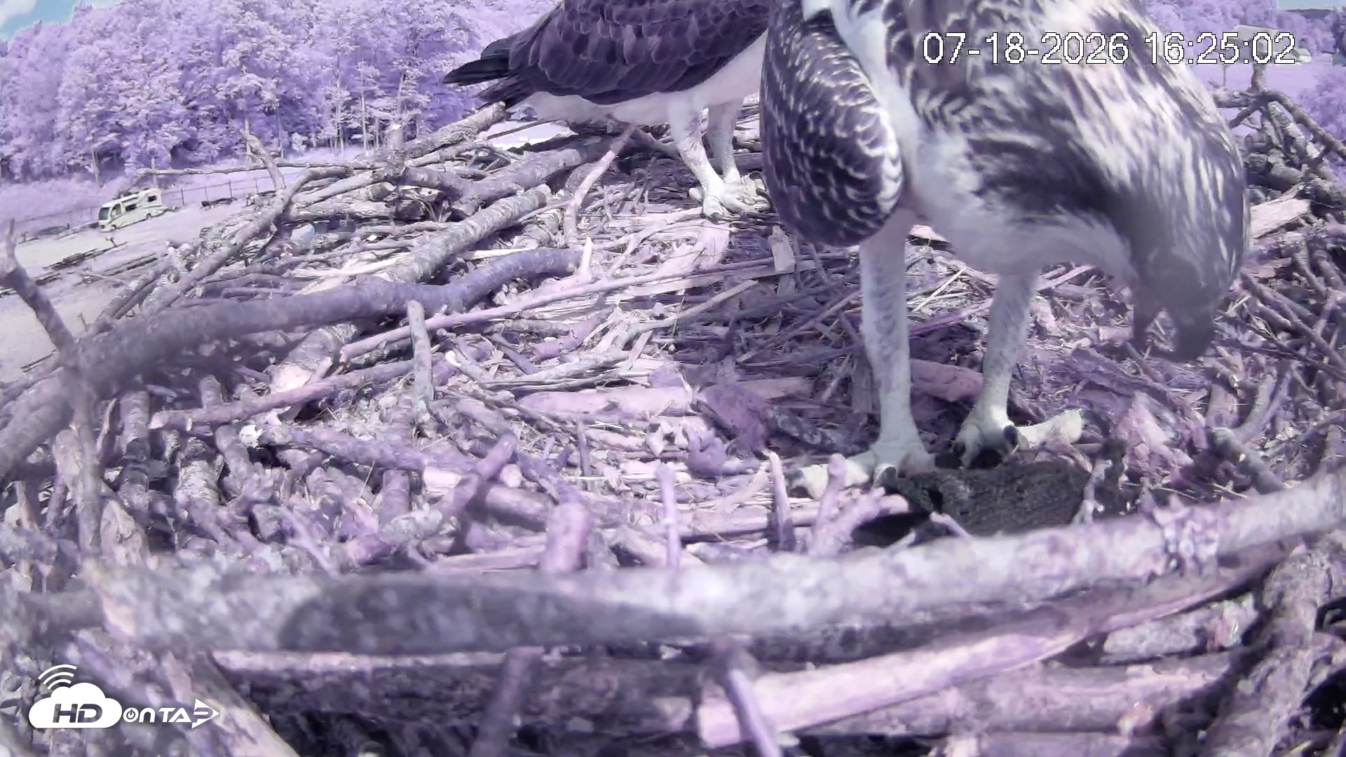 Snapshot of Pleasant Hill Lake Ospreys Live Nest Webcam taken Jul 18, 2026, 4:25pm EDT