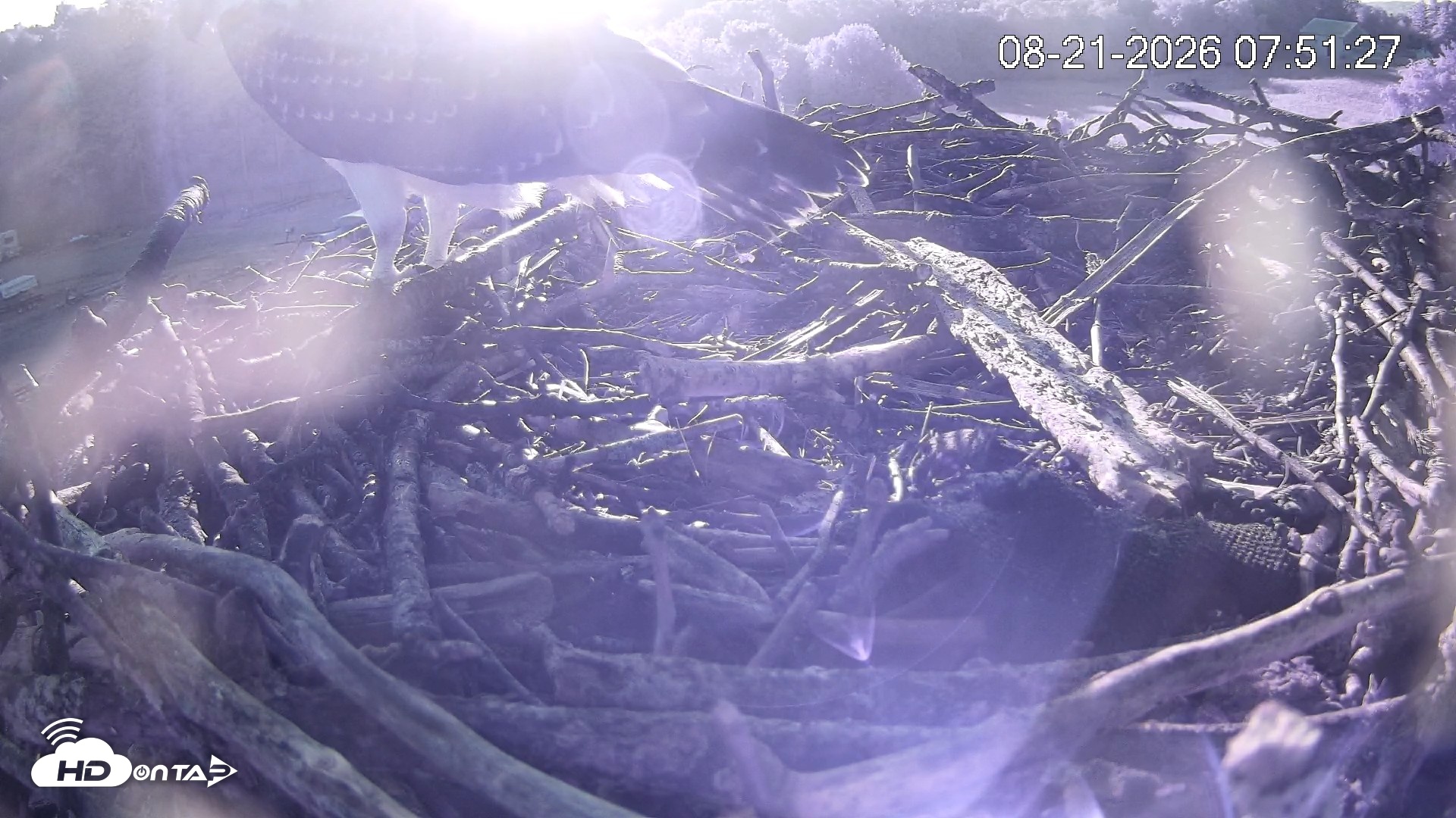 Snapshot of Pleasant Hill Lake Ospreys Live Nest Webcam taken Aug 21, 2026, 7:51am EDT