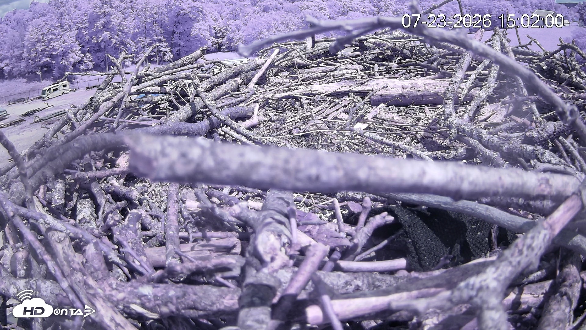 Snapshot of Pleasant Hill Lake Ospreys Live Nest Webcam taken Jul 23, 2026, 3:02pm EDT