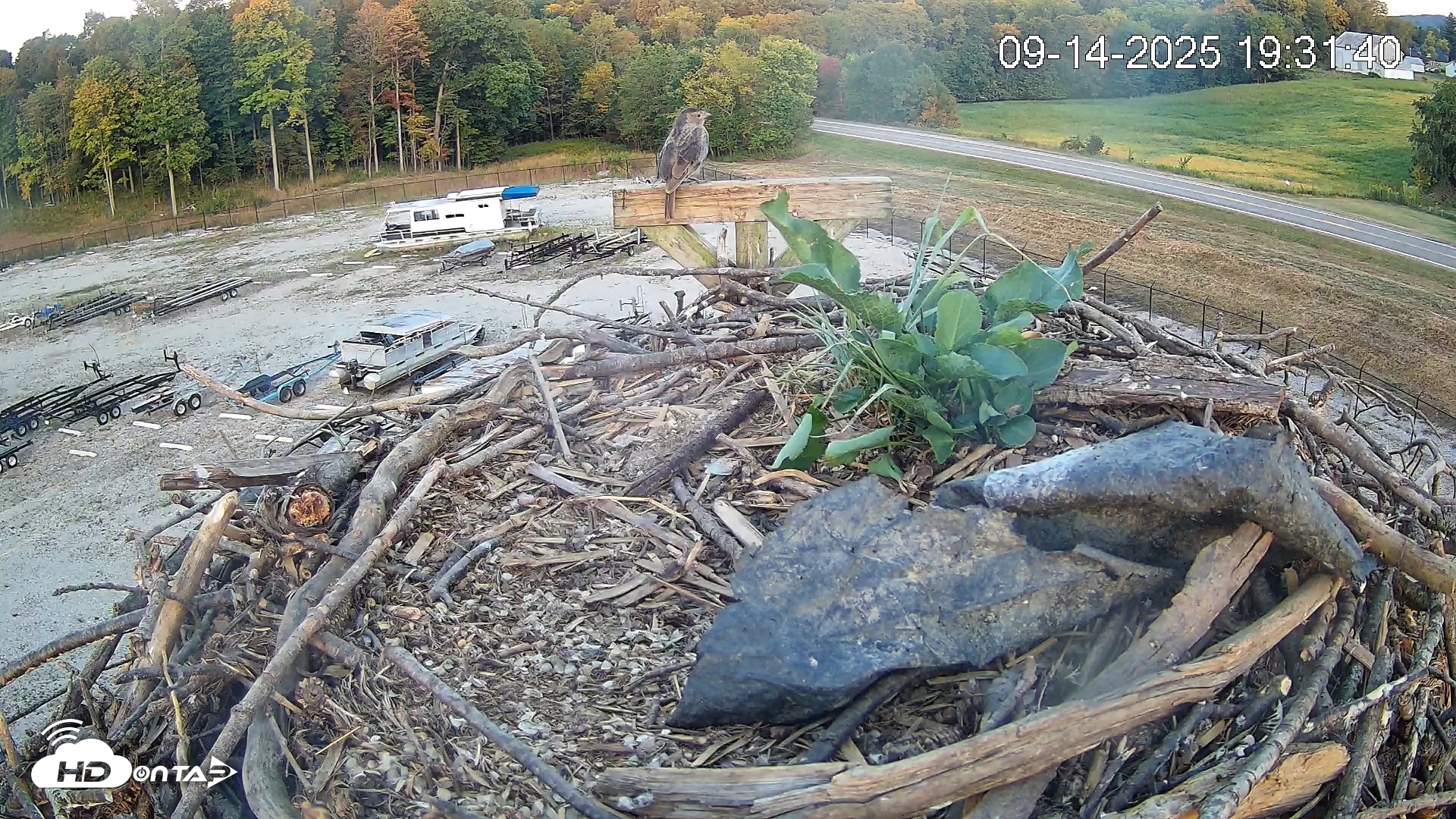 Snapshot of Pleasant Hill Lake Ospreys Live Nest Webcam taken Sep 14, 2025, 7:32pm EDT