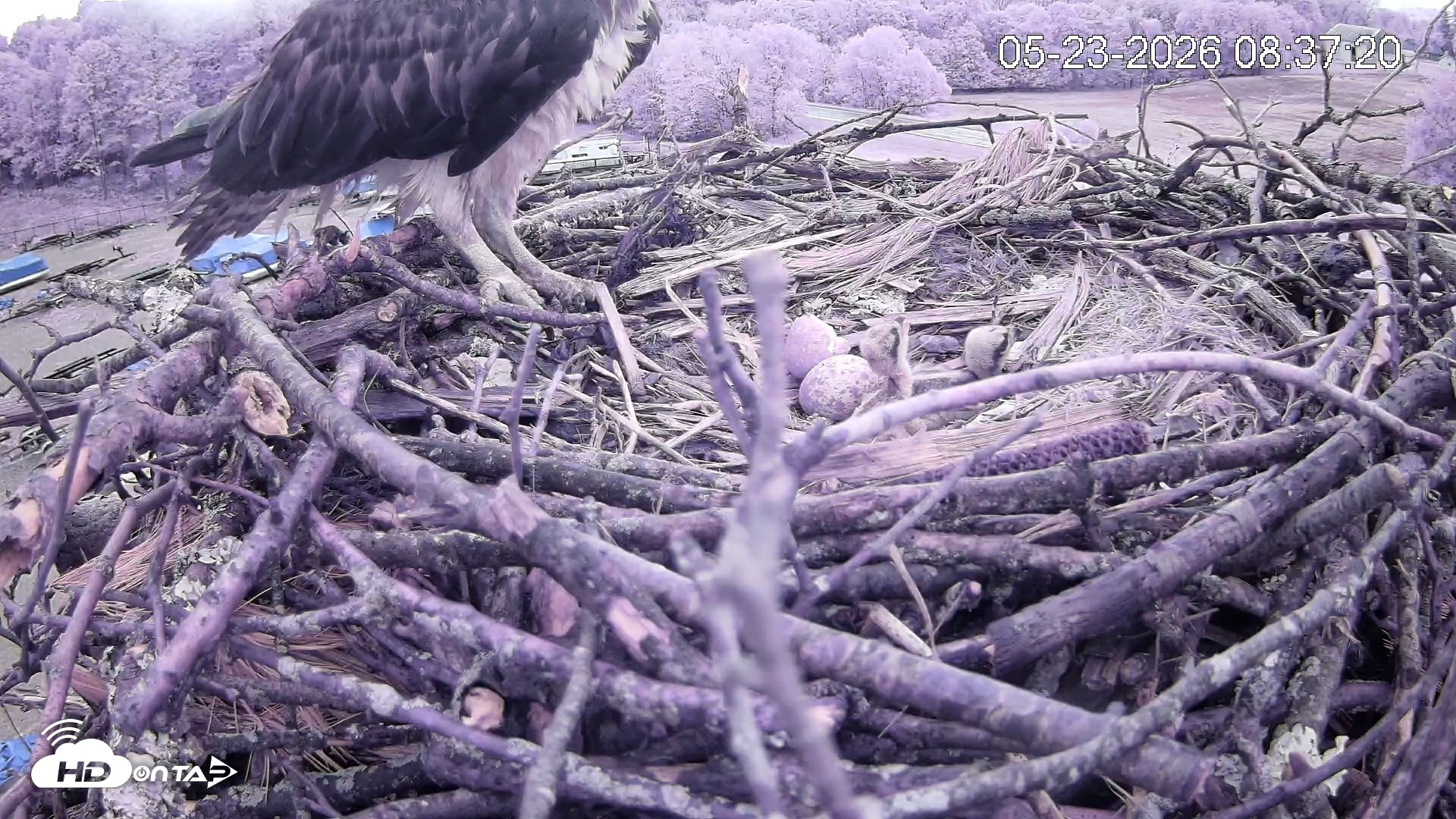 Snapshot of Pleasant Hill Lake Ospreys Live Nest Webcam taken May 23, 2026, 8:37am EDT