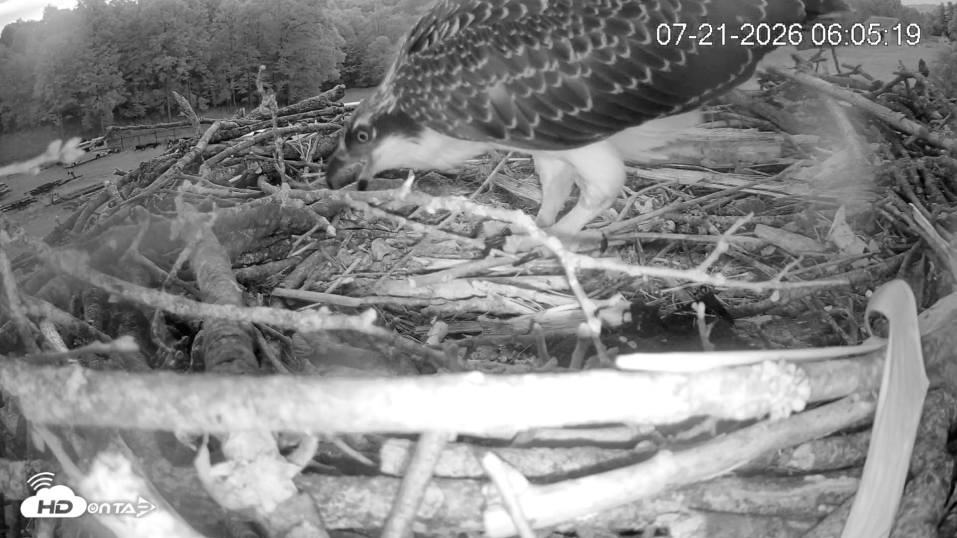 Snapshot of Pleasant Hill Lake Ospreys Live Nest Webcam taken Jul 21, 2026, 6:05am EDT