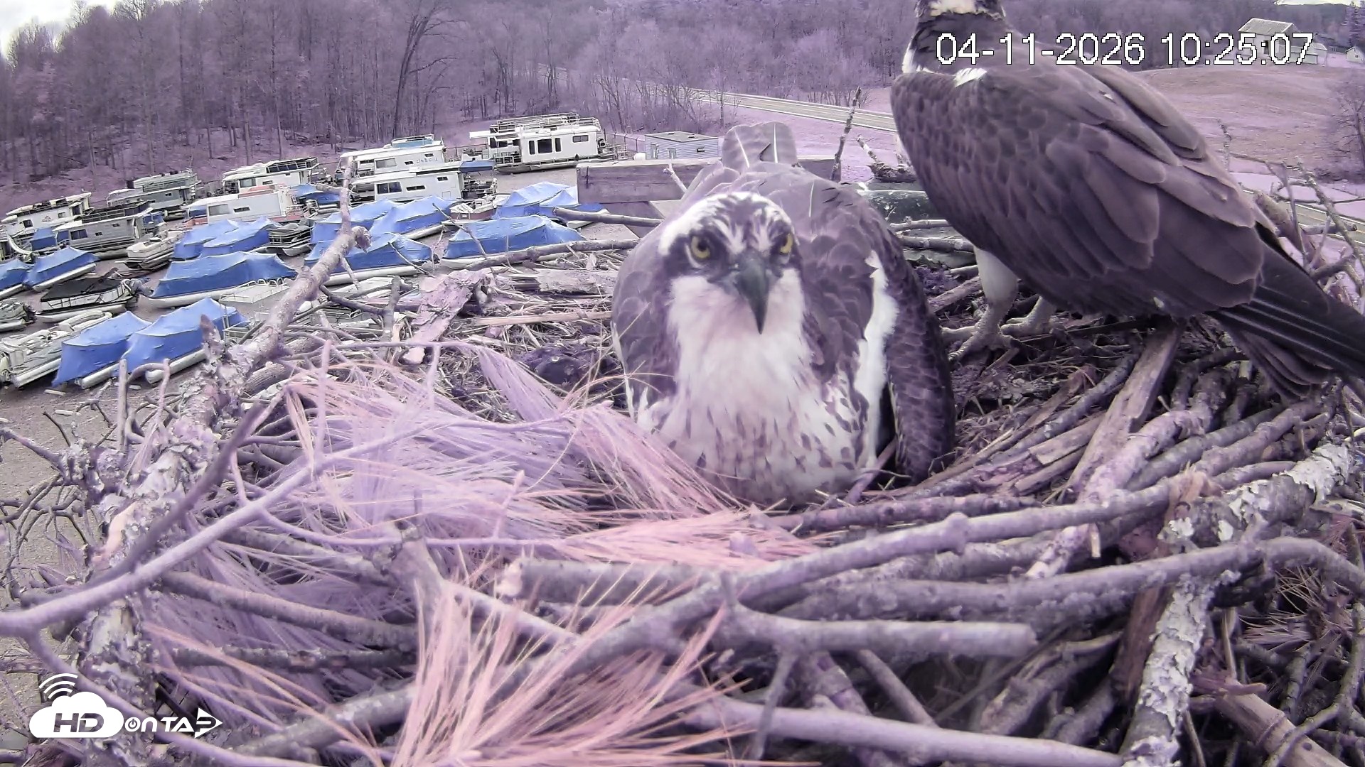 Snapshot of Pleasant Hill Lake Ospreys Live Nest Webcam taken Apr 11, 2026, 10:25am EDT