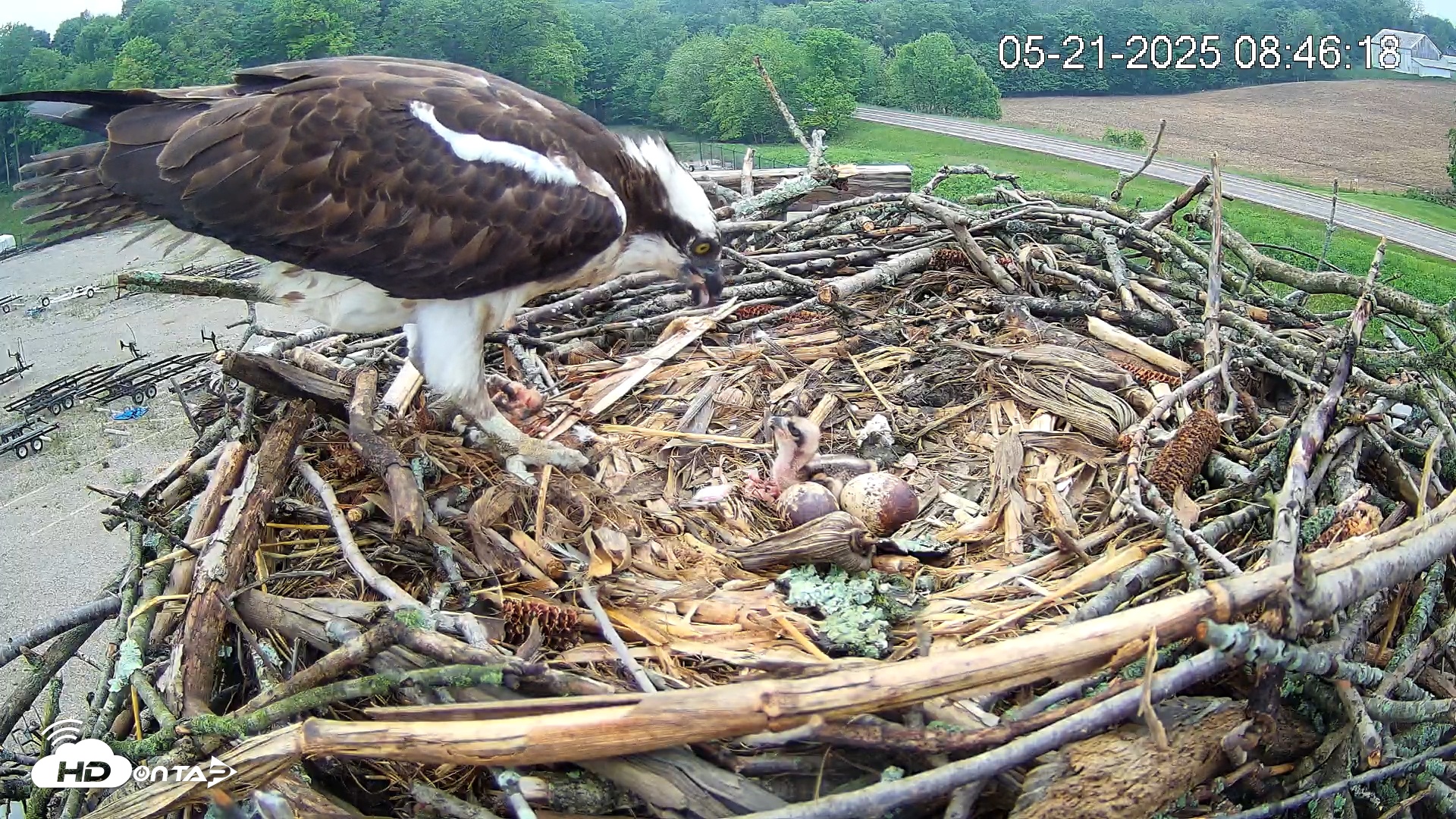 Snapshot of Pleasant Hill Lake Ospreys Live Nest Webcam taken May 21, 2025, 8:47am EDT