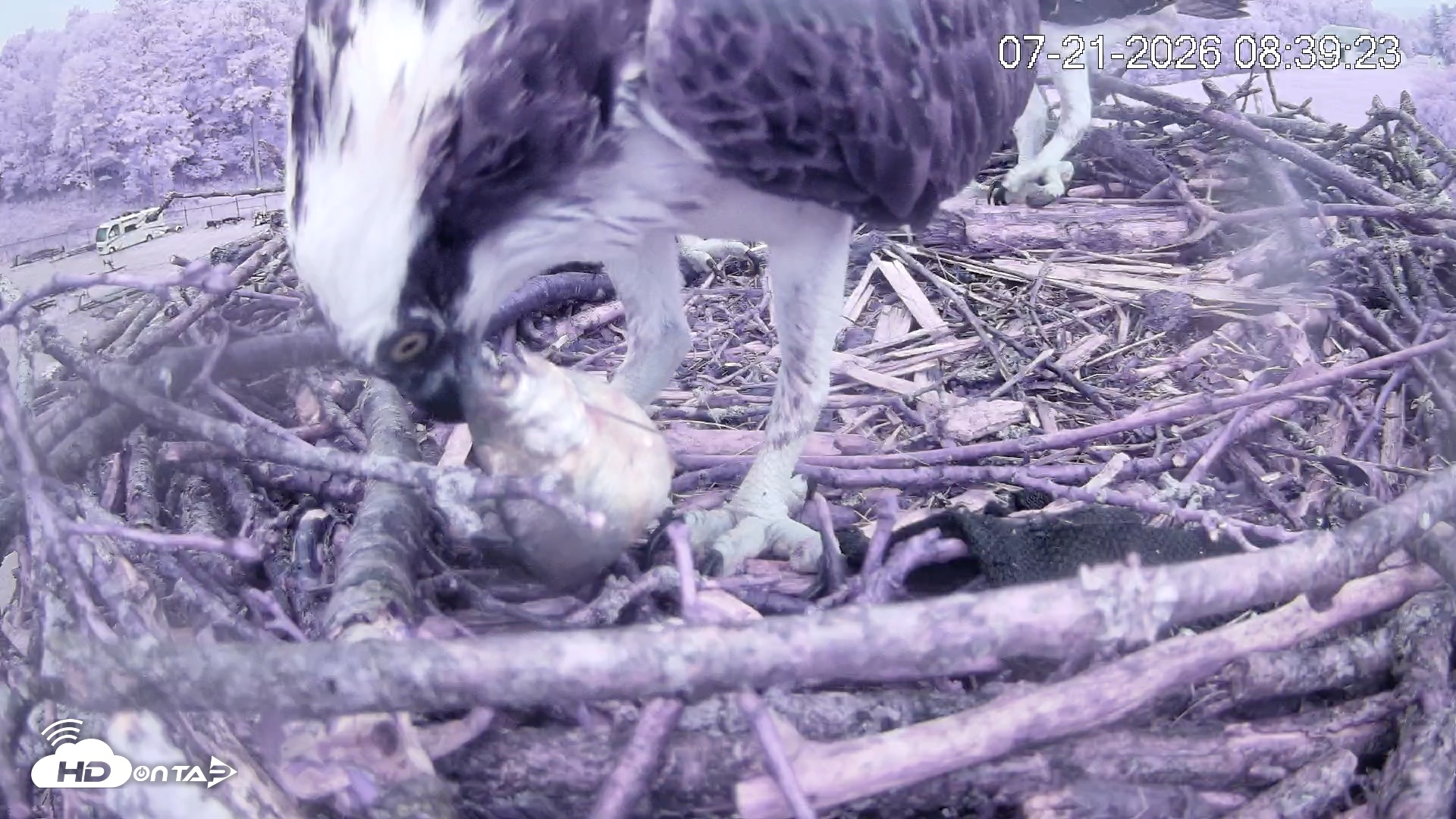 Snapshot of Pleasant Hill Lake Ospreys Live Nest Webcam taken Jul 21, 2026, 8:39am EDT