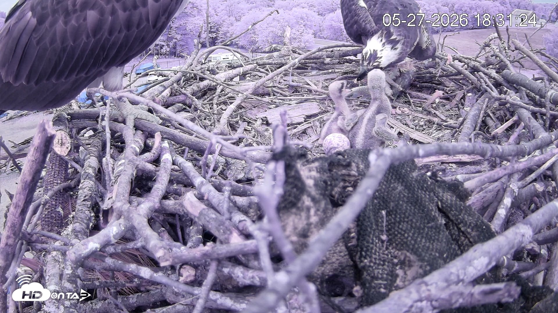 Snapshot of Pleasant Hill Lake Ospreys Live Nest Webcam taken May 27, 2026, 6:31pm EDT